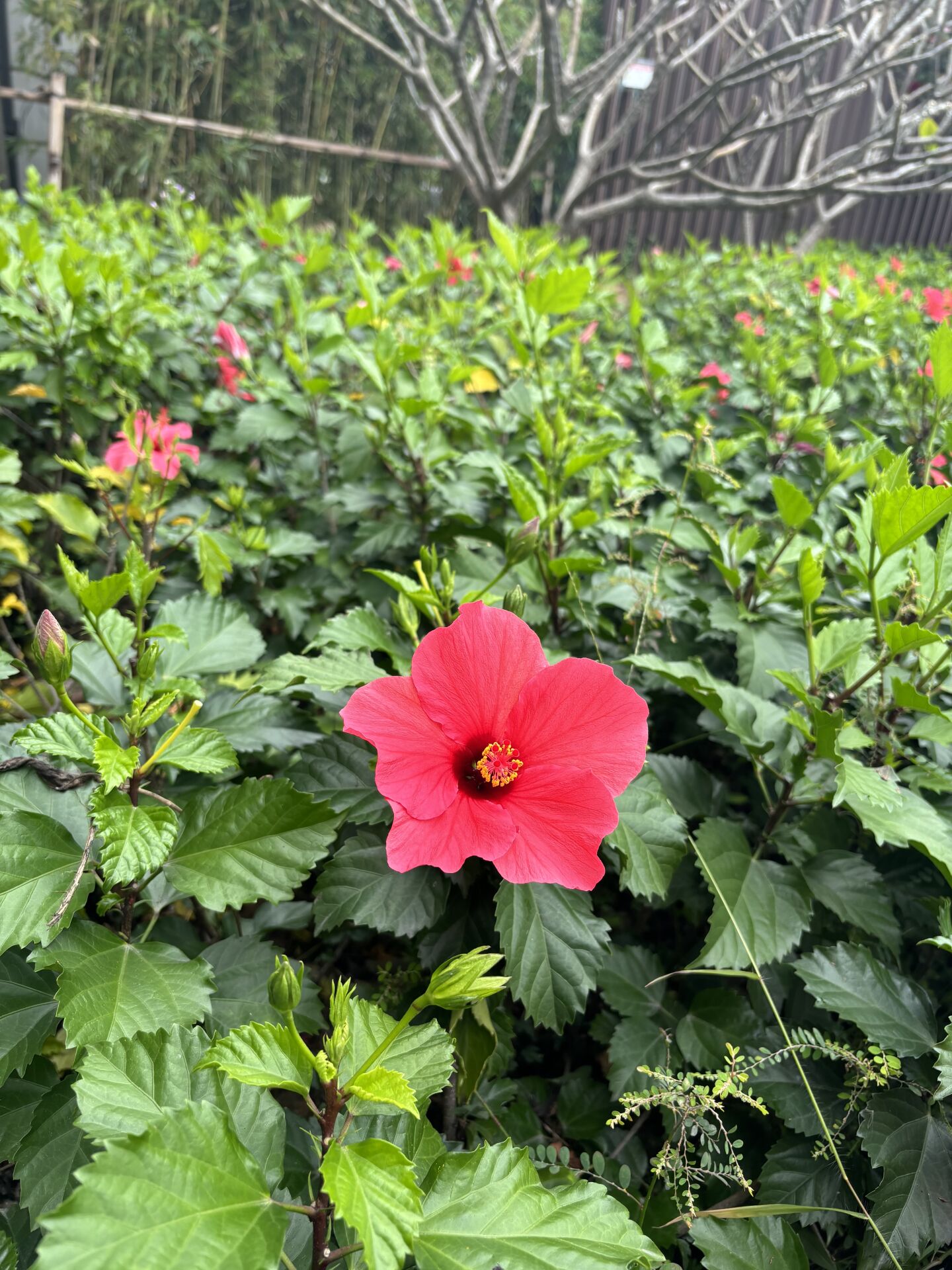 https://www.fa.gov.hk/Hibiscus rosa-sinensis
