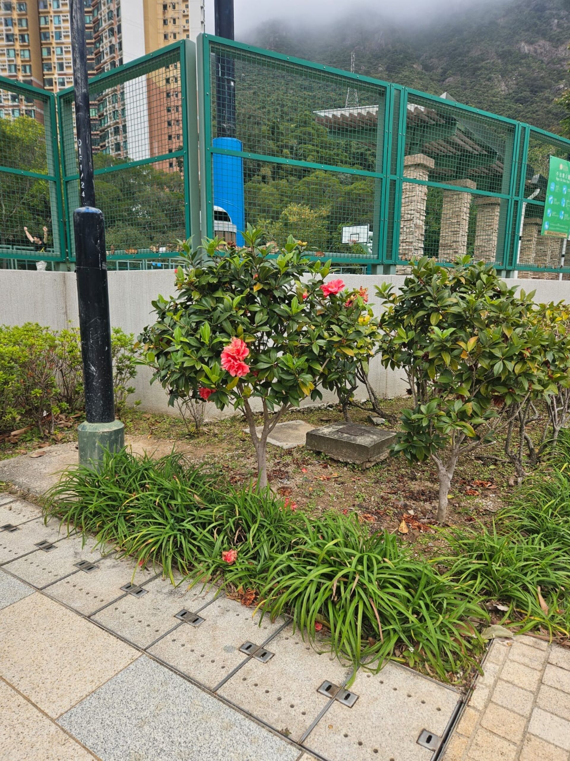https://www.fa.gov.hk/茶花