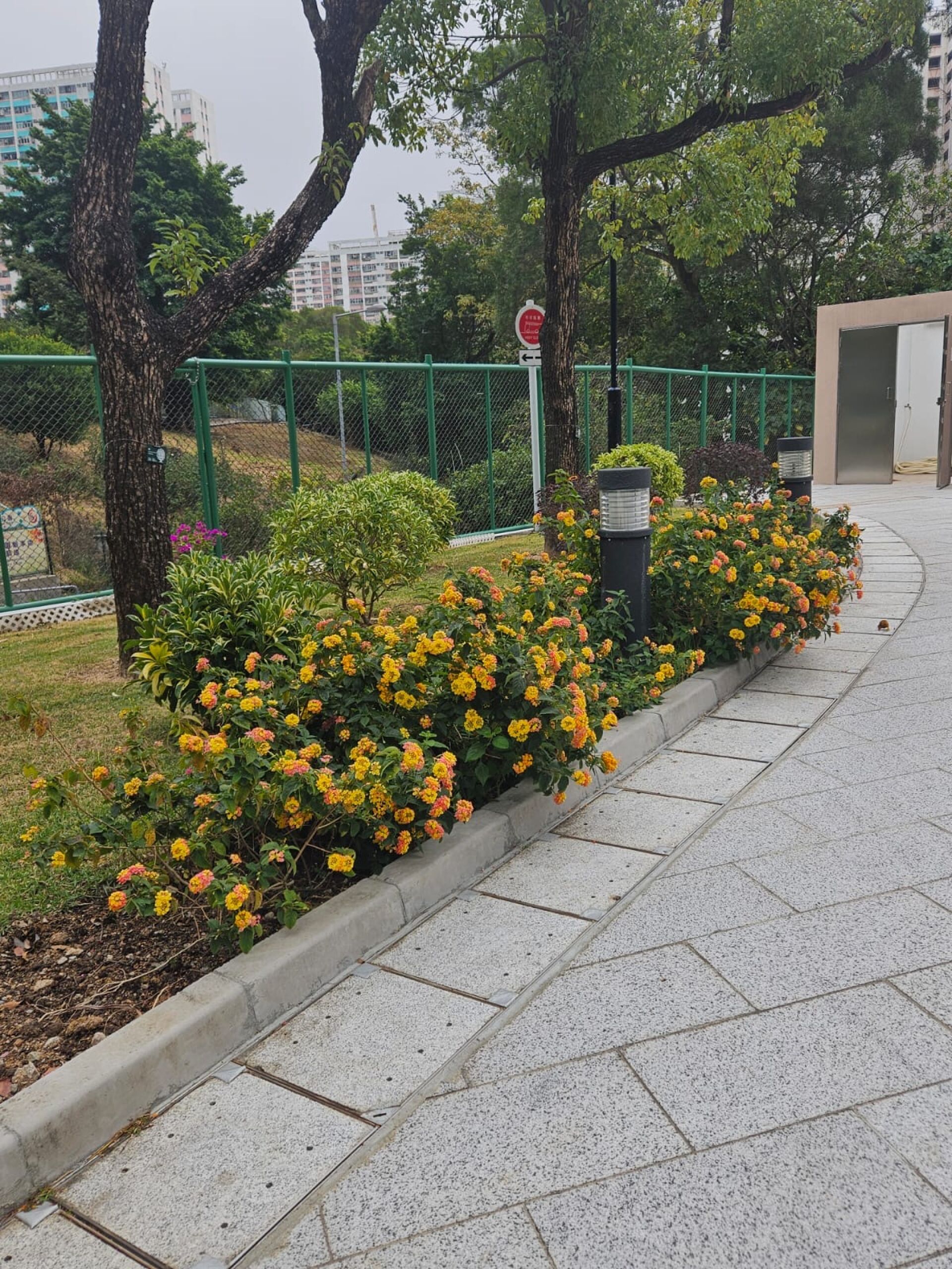 https://www.fa.gov.hk/馬纓丹