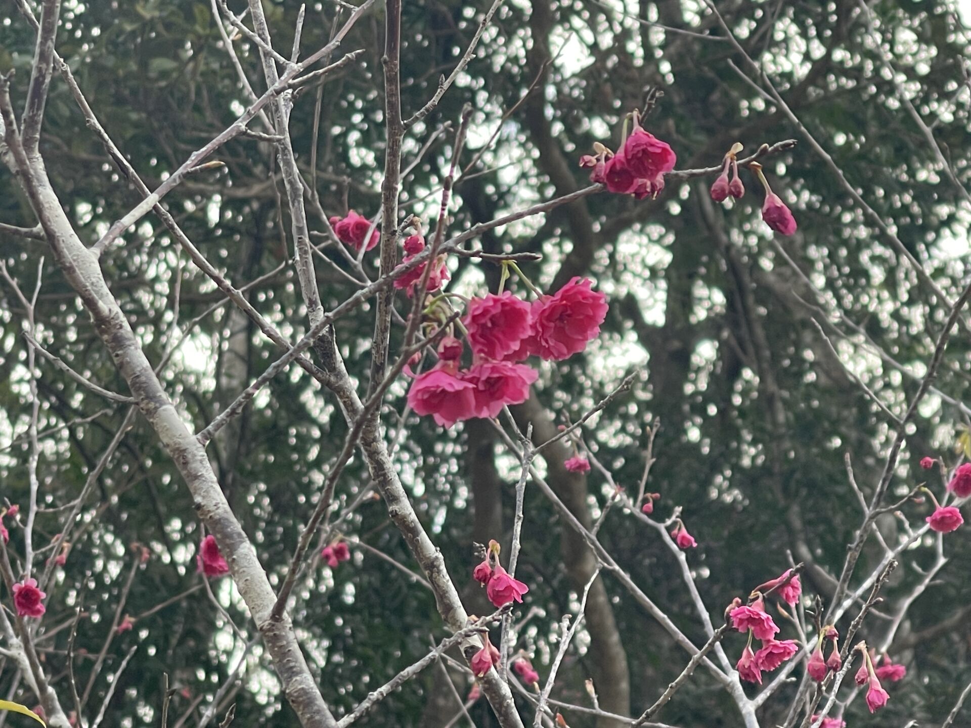 https://www.fa.gov.hk/鐘花櫻桃