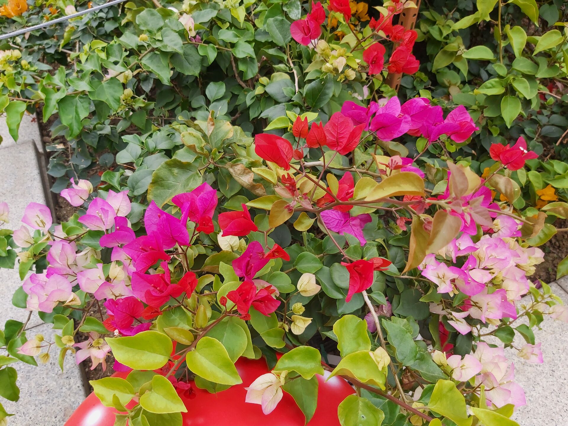 https://www.fa.gov.hk/葉子花(簕杜鵑)