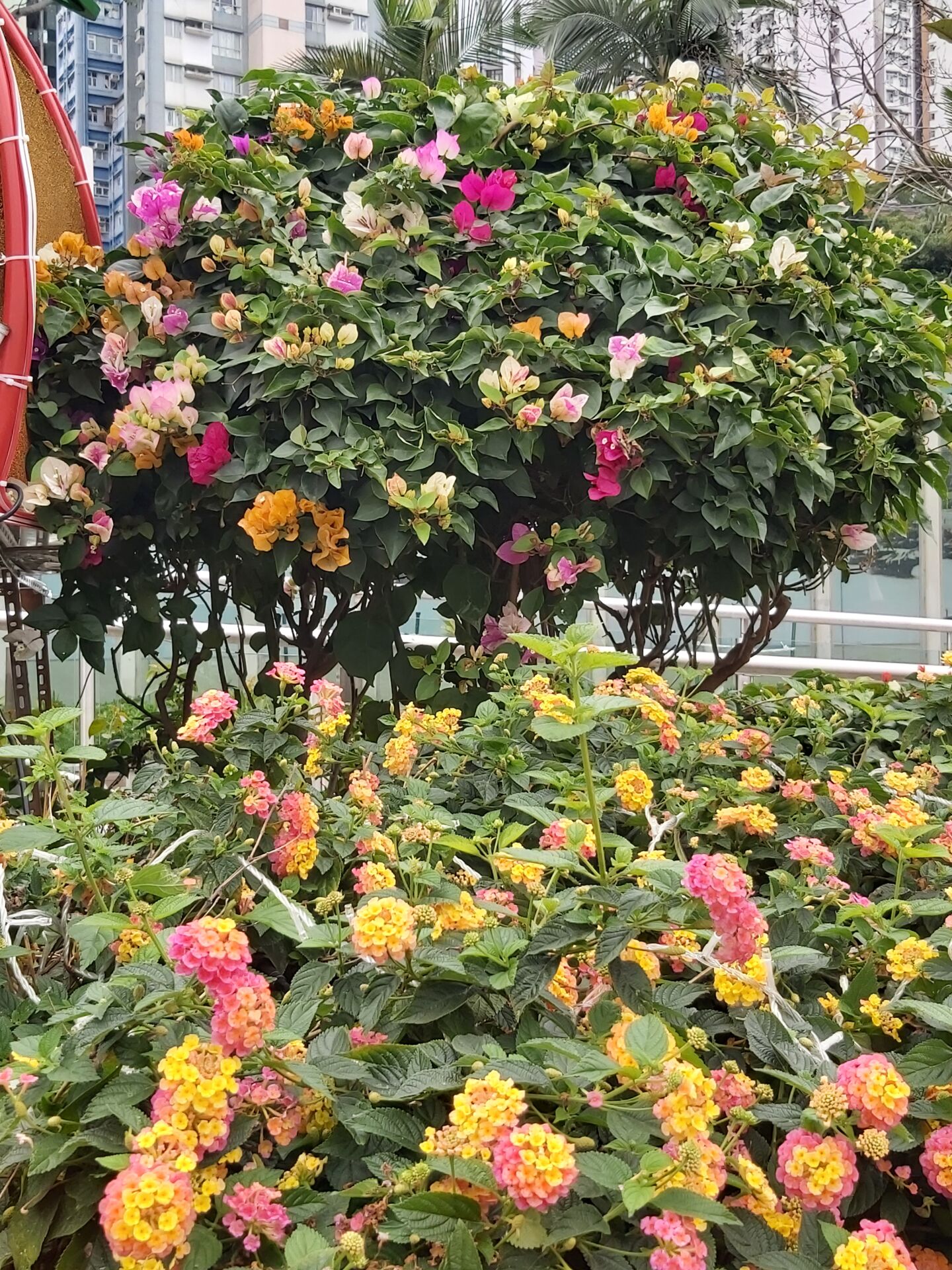 https://www.fa.gov.hk/葉子花(簕杜鵑), 馬纓丹