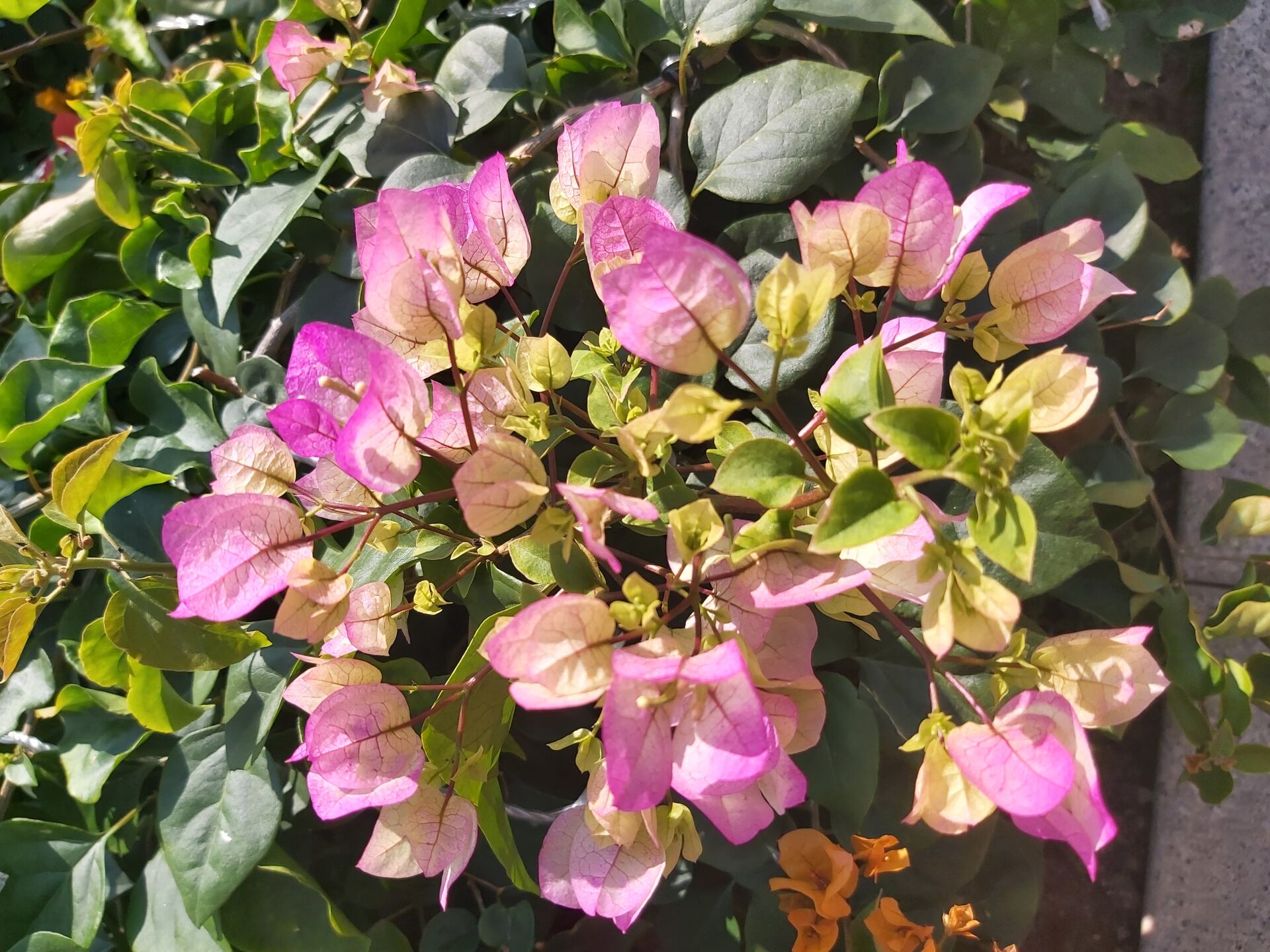 https://www.fa.gov.hk/葉子花(簕杜鵑)