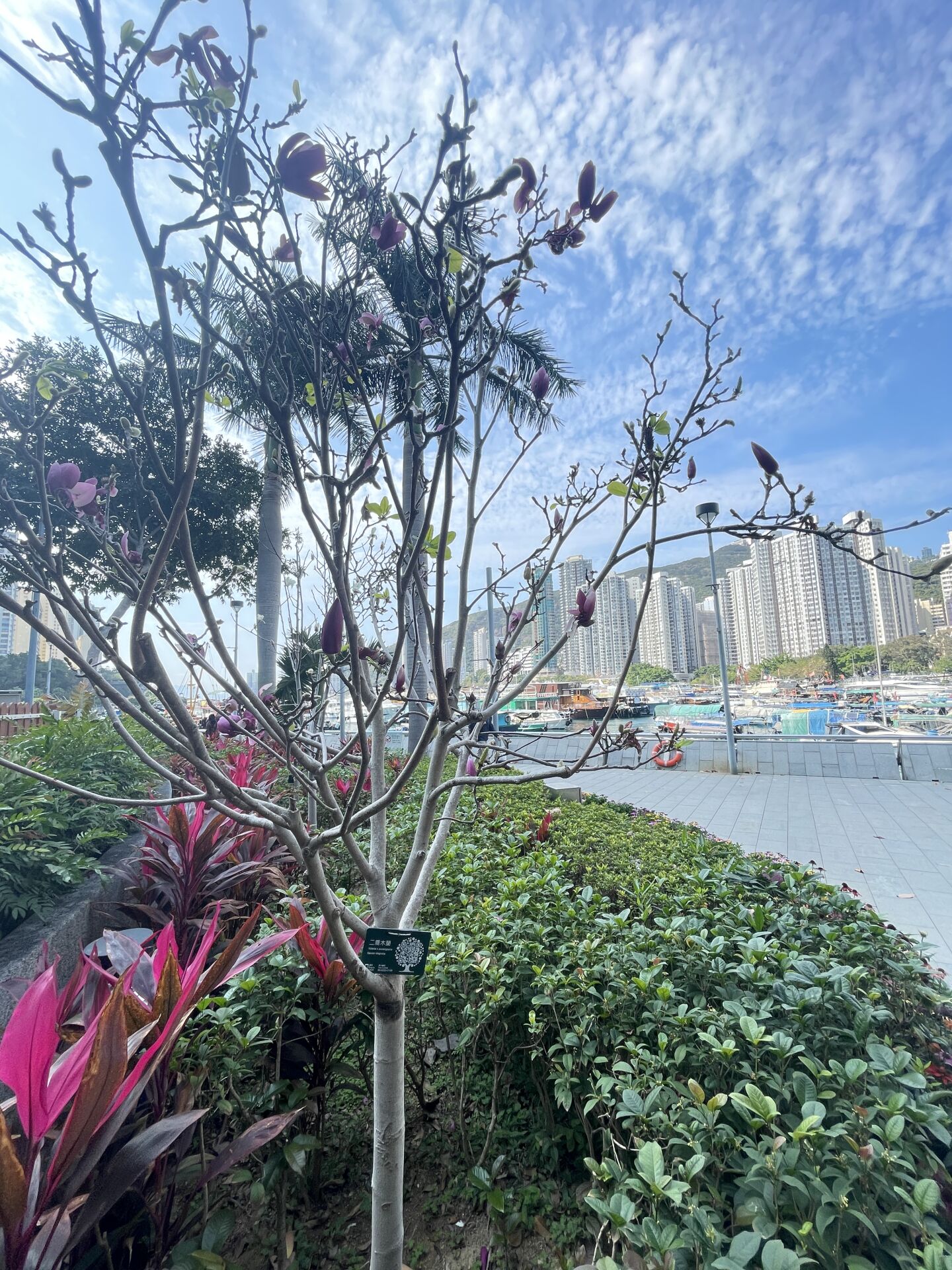 https://www.fa.gov.hk/二喬木蘭
