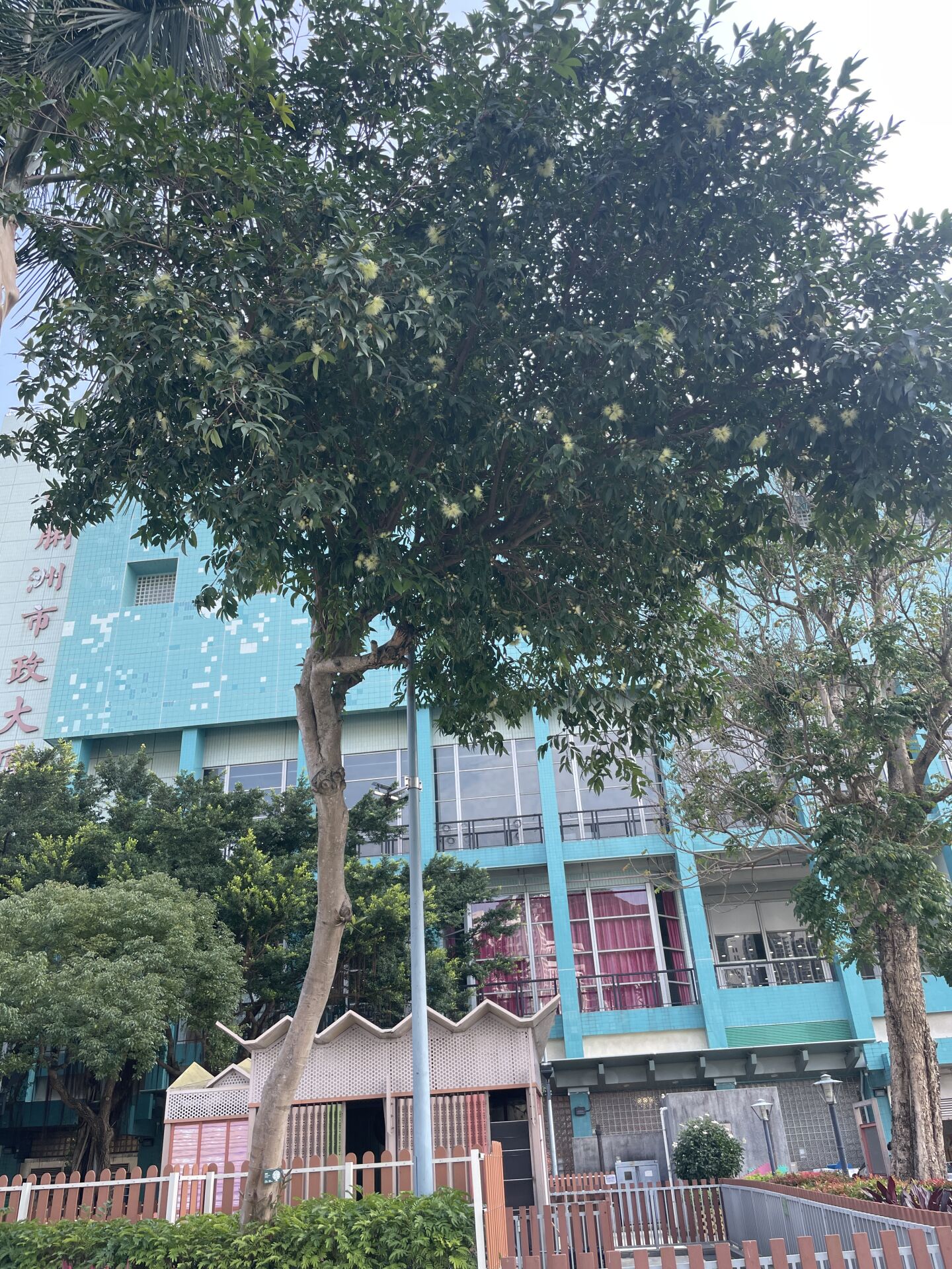 https://www.fa.gov.hk/蒲桃