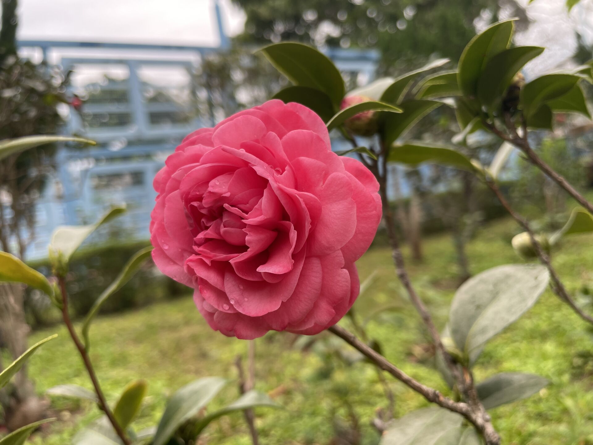 https://www.fa.gov.hk/茶花