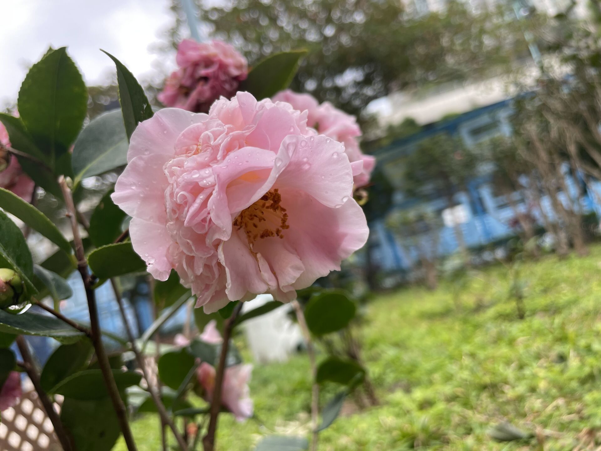 https://www.fa.gov.hk/茶花