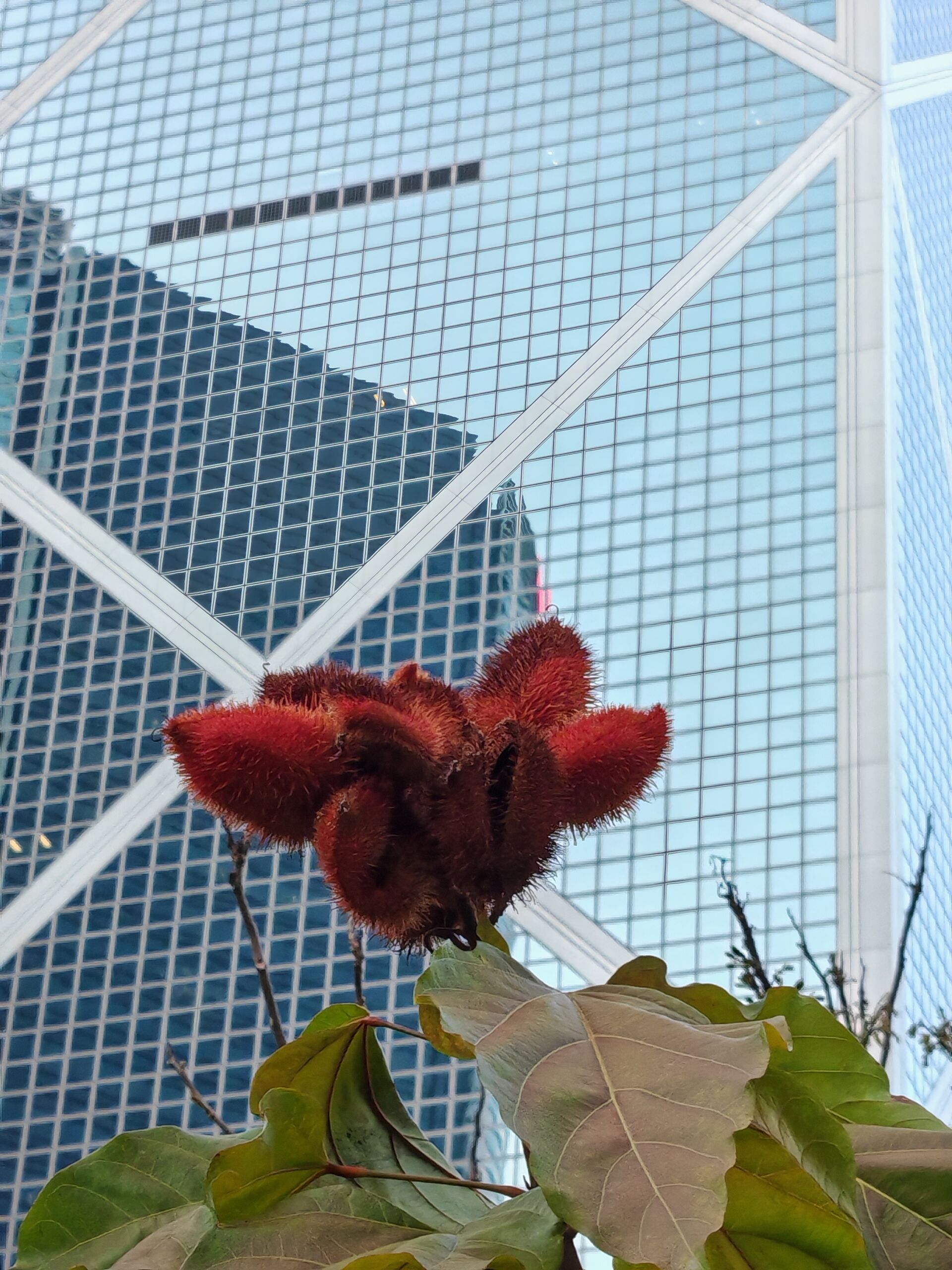 https://www.fa.gov.hk/紅木