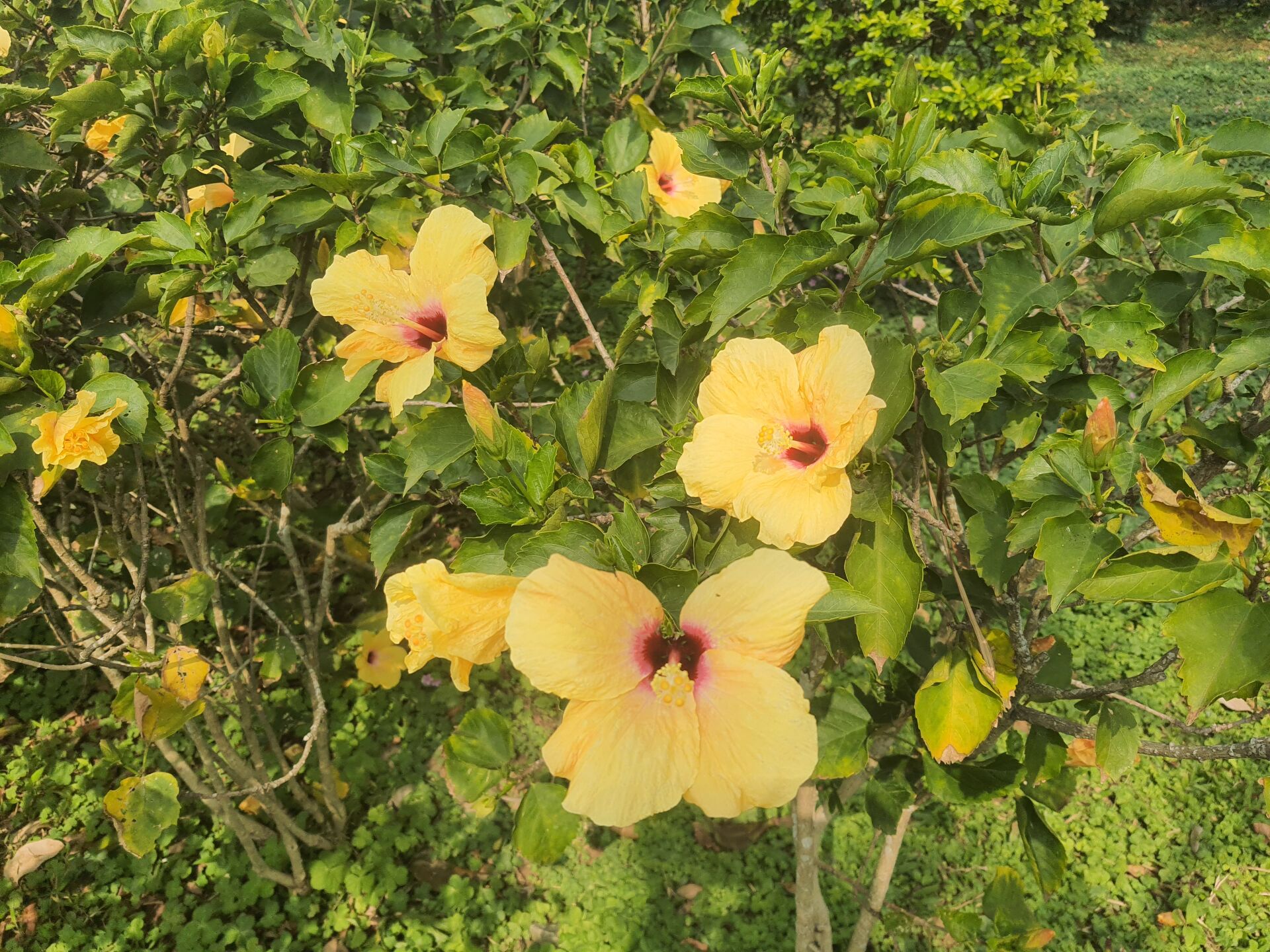 https://www.fa.gov.hk/朱槿(扶桑、大紅花)