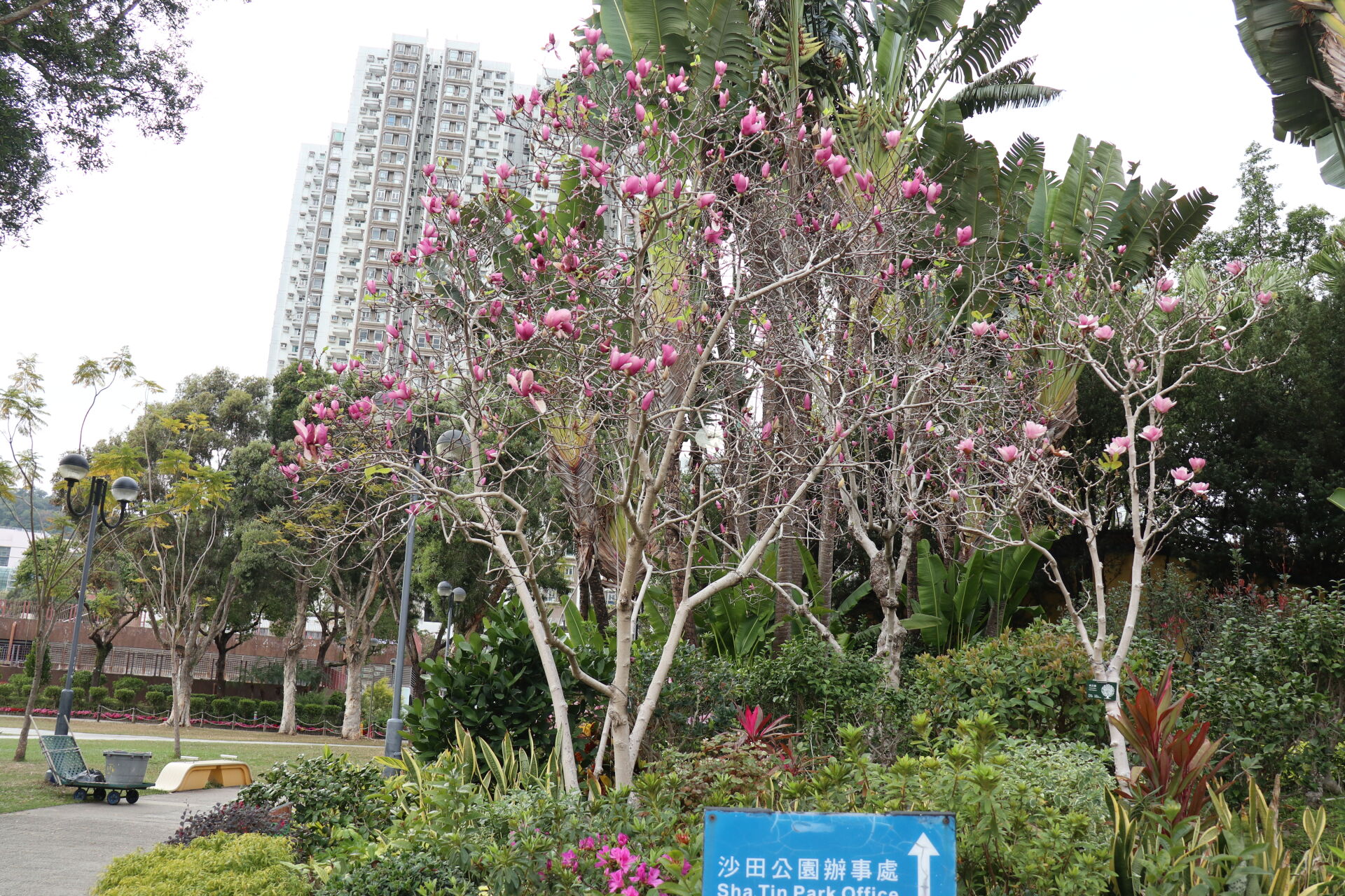 https://www.fa.gov.hk/二喬木蘭(紫玉蘭)