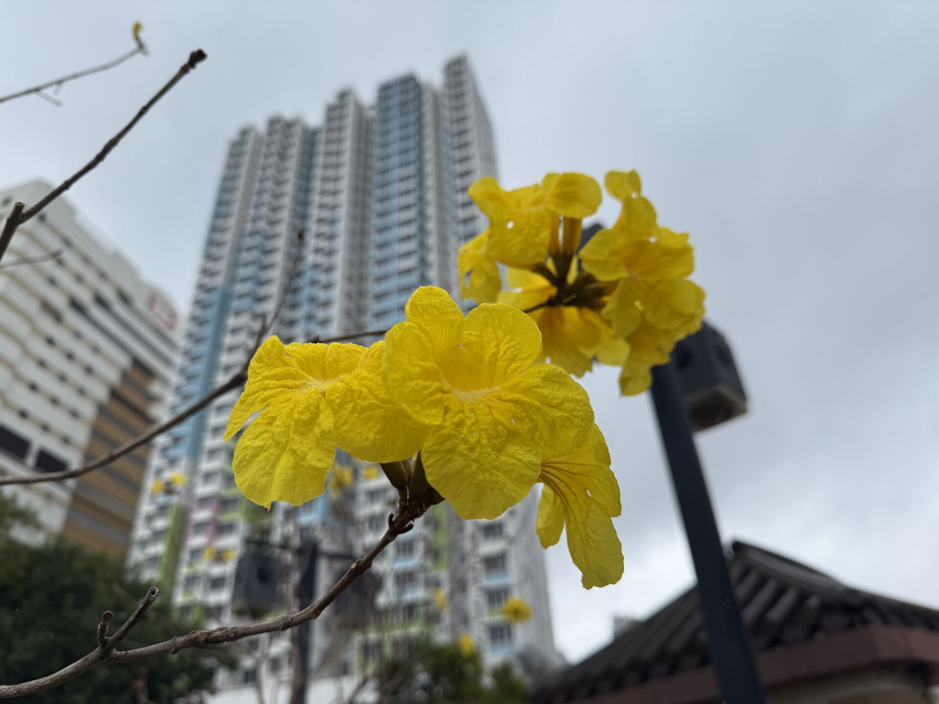 https://www.fa.gov.hk/黃鐘木