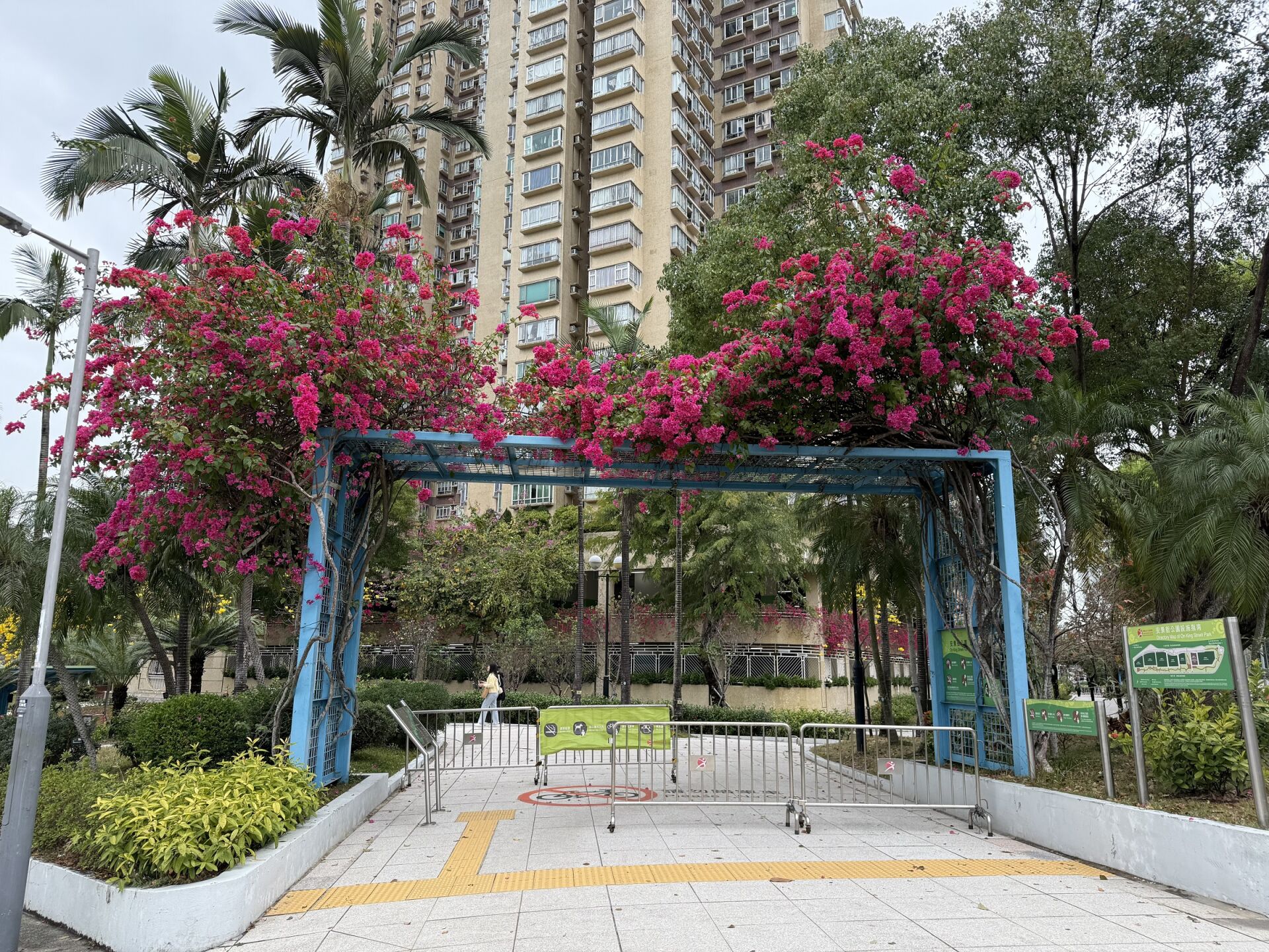 https://www.fa.gov.hk/葉子花(簕杜鵑)