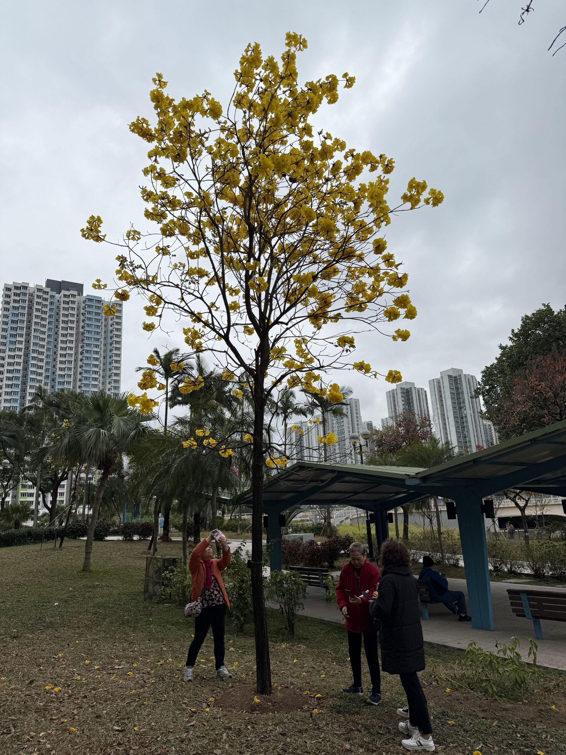 https://www.fa.gov.hk/黃鐘木