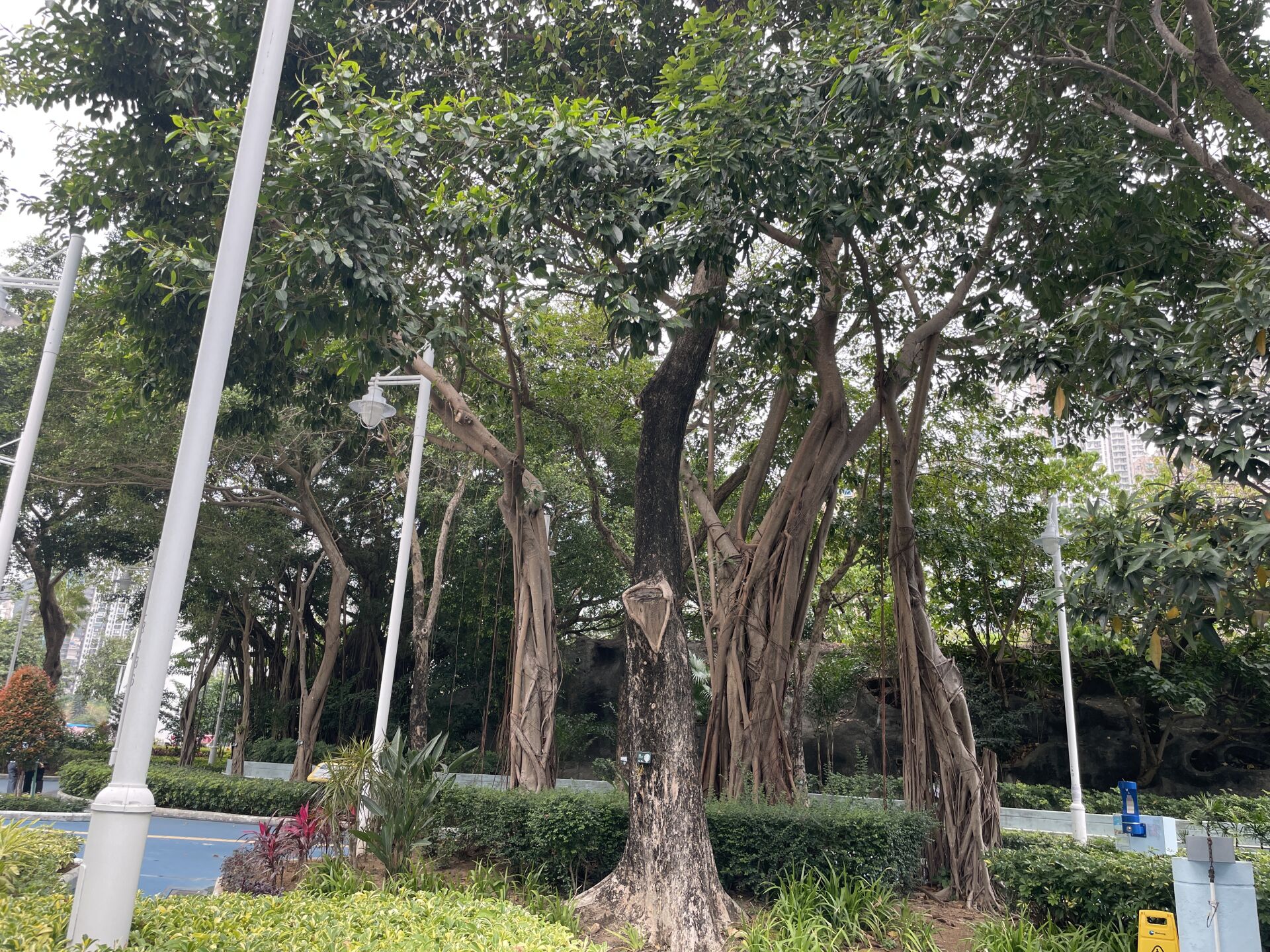 https://www.fa.gov.hk/紫檀