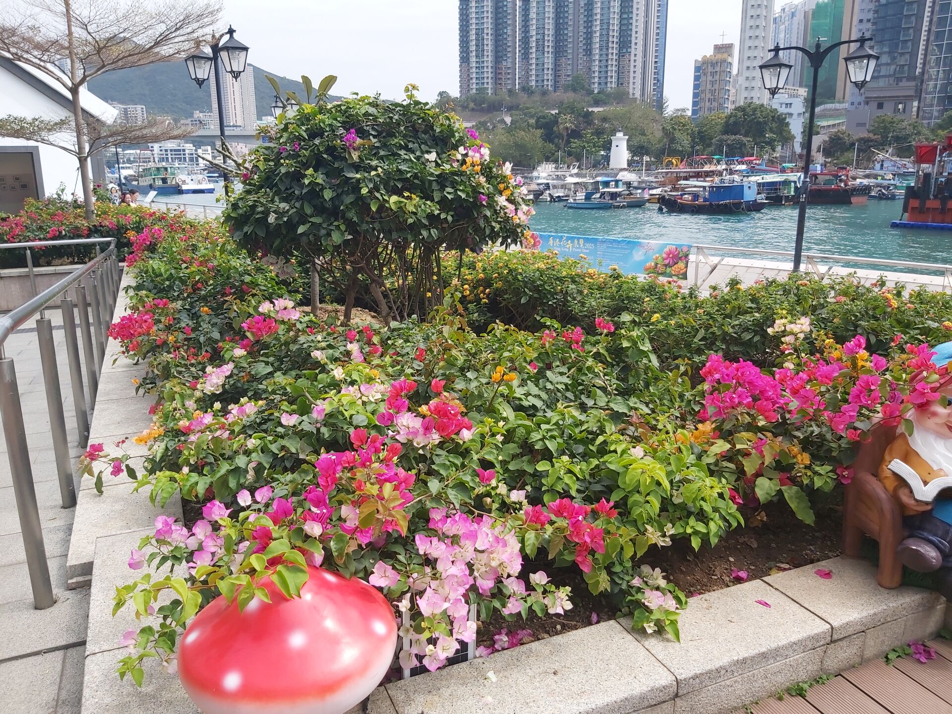 https://www.fa.gov.hk/葉子花(簕杜鵑)