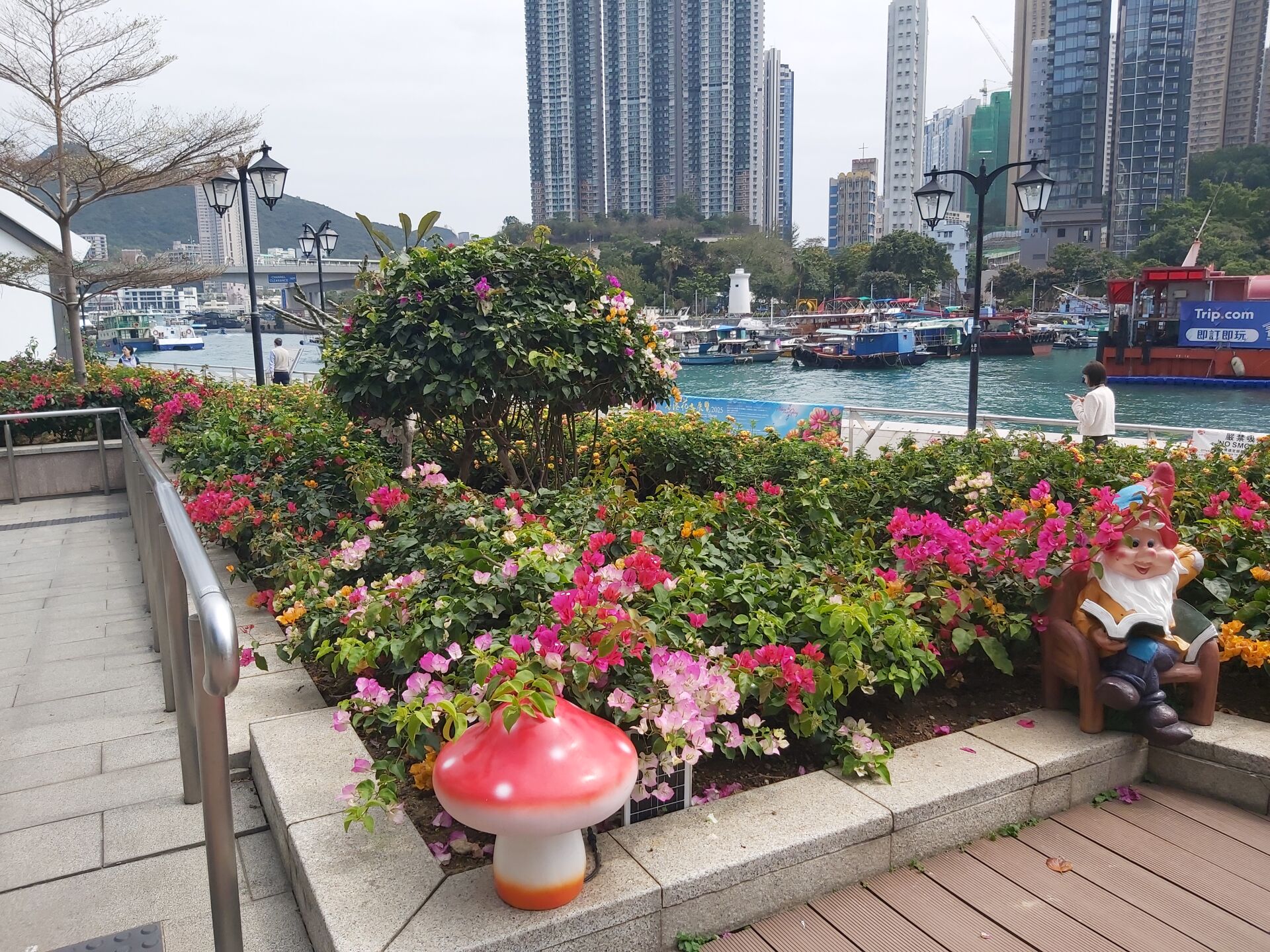 https://www.fa.gov.hk/葉子花(簕杜鵑)