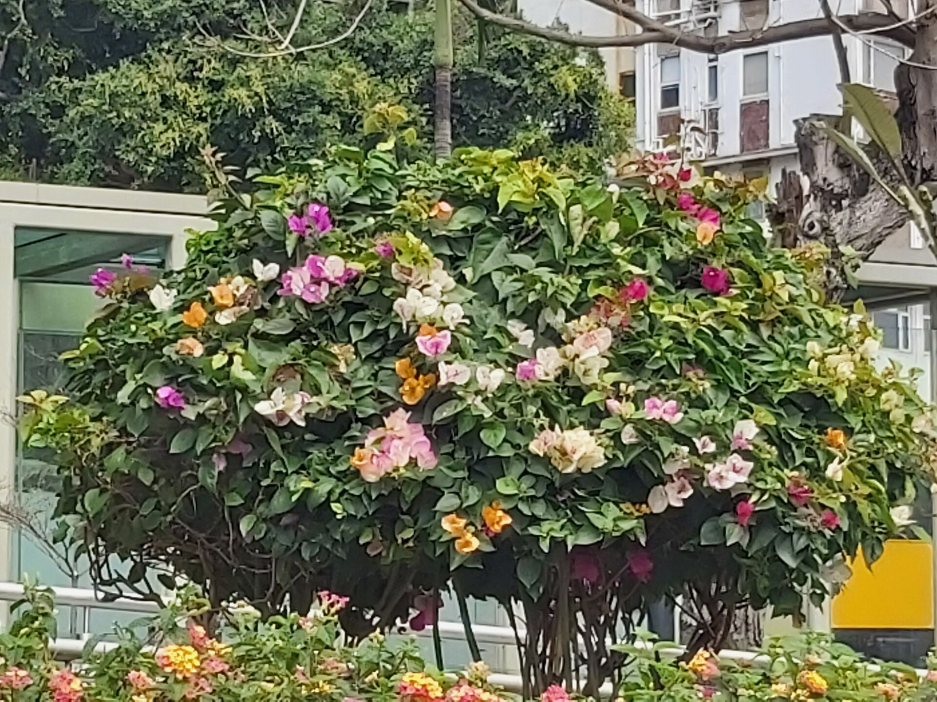 https://www.fa.gov.hk/葉子花(簕杜鵑)