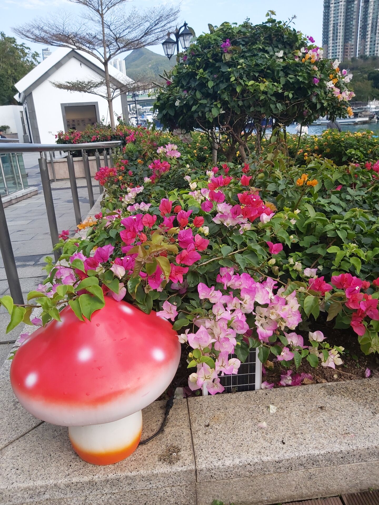 https://www.fa.gov.hk/葉子花(簕杜鵑)