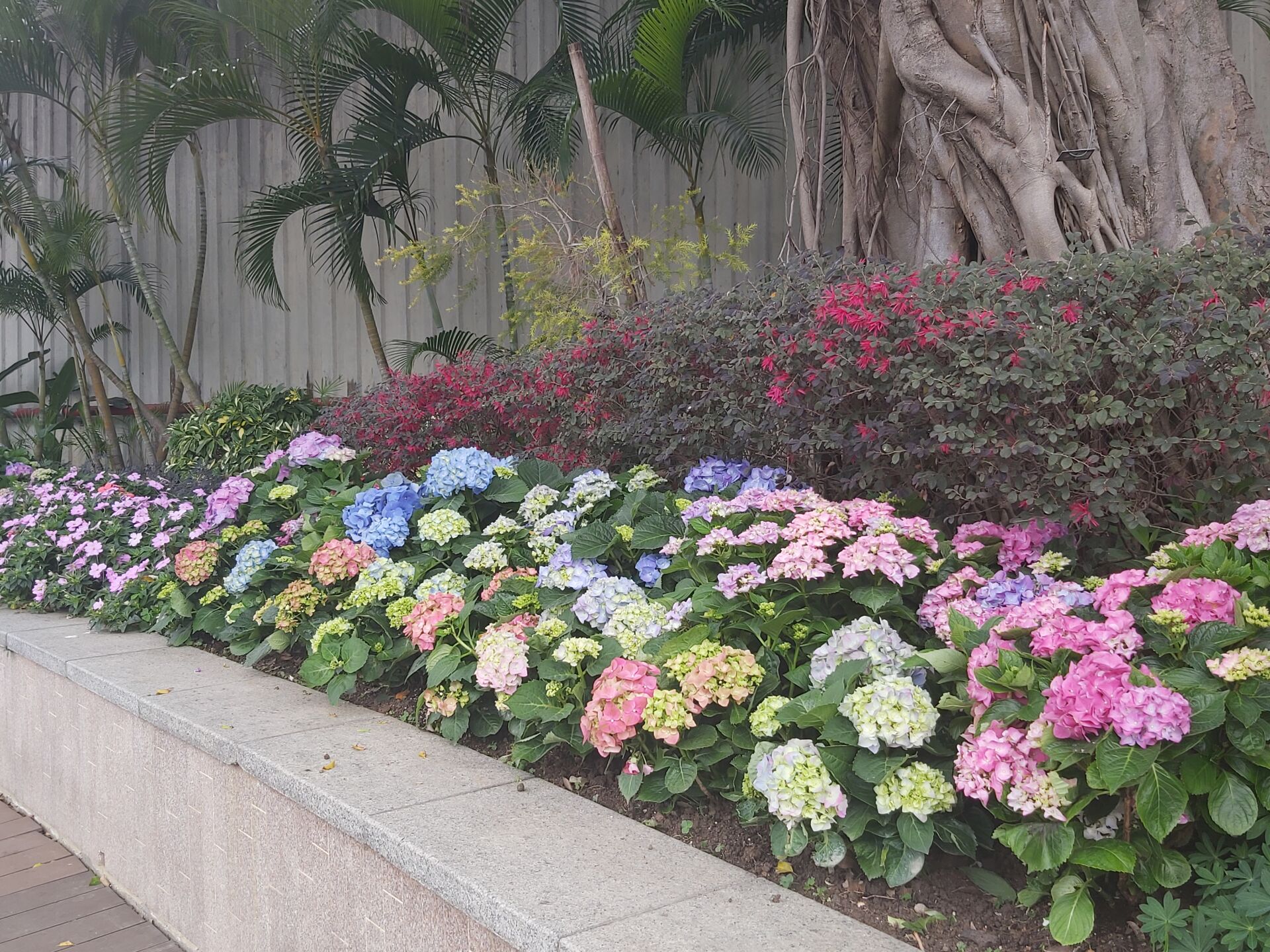 https://www.fa.gov.hk/繡球花