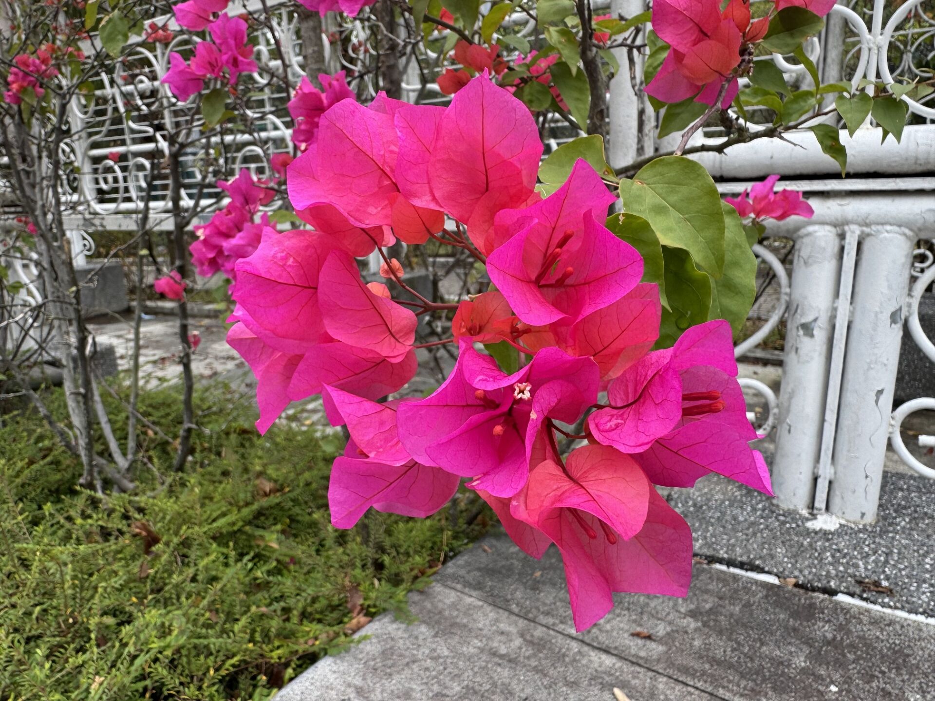 https://www.fa.gov.hk/葉子花(簕杜鵑)