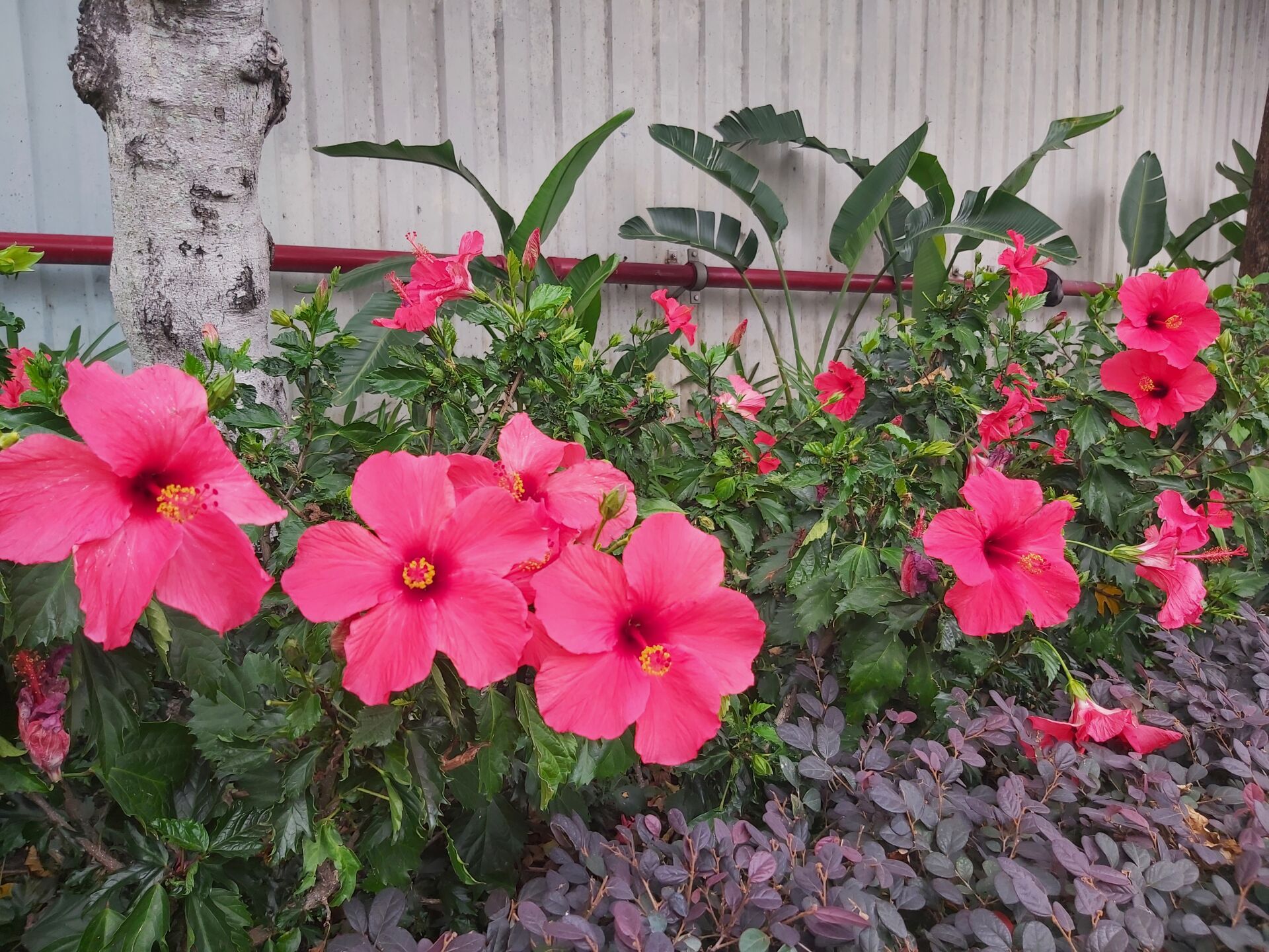 https://www.fa.gov.hk/朱槿(扶桑、大紅花)
