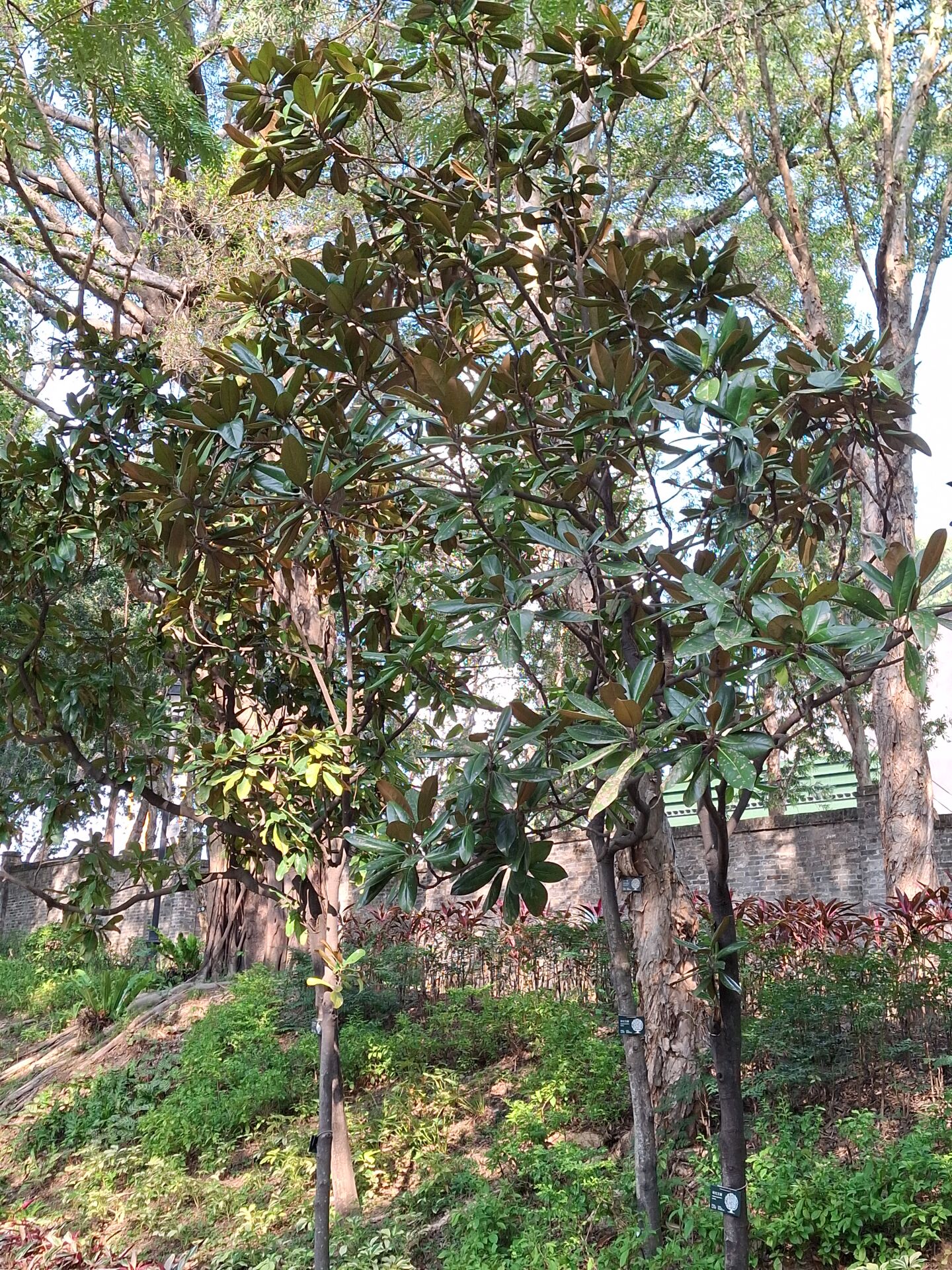https://www.fa.gov.hk/荷花玉蘭(洋玉蘭)