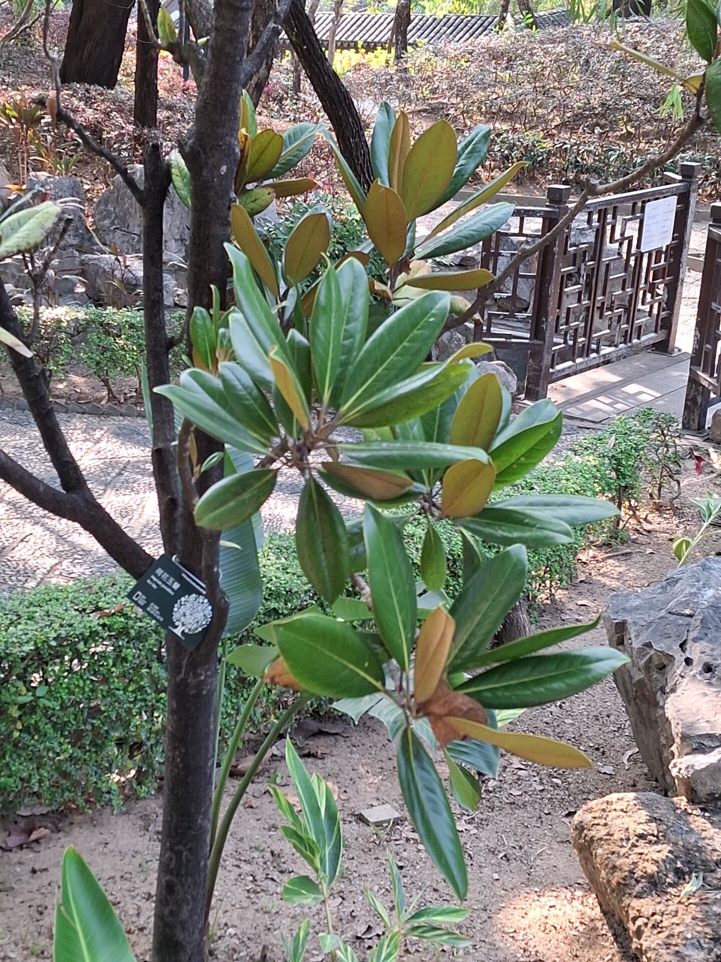 https://www.fa.gov.hk/荷花玉蘭(洋玉蘭)
