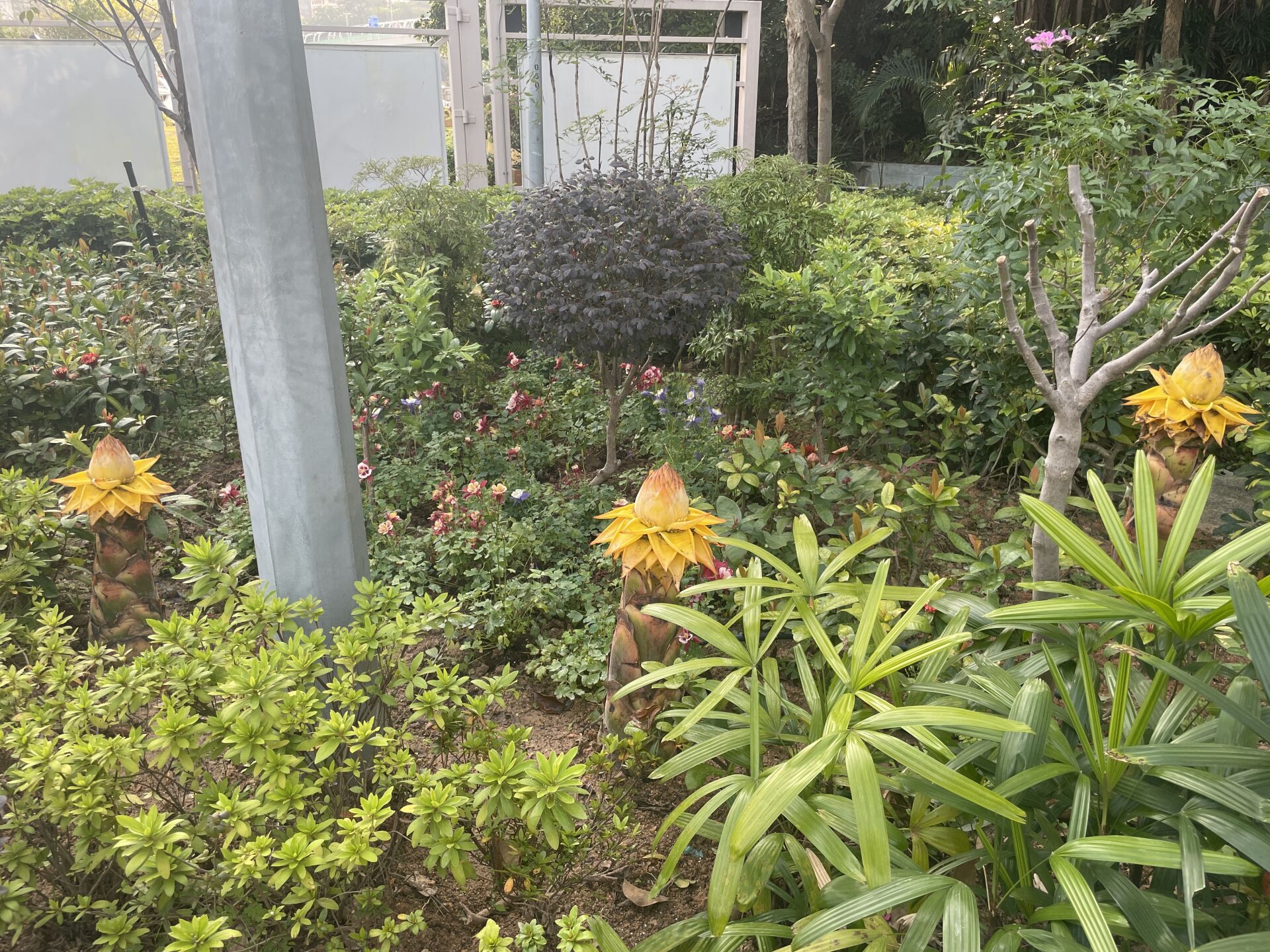 https://www.fa.gov.hk/地湧金蓮