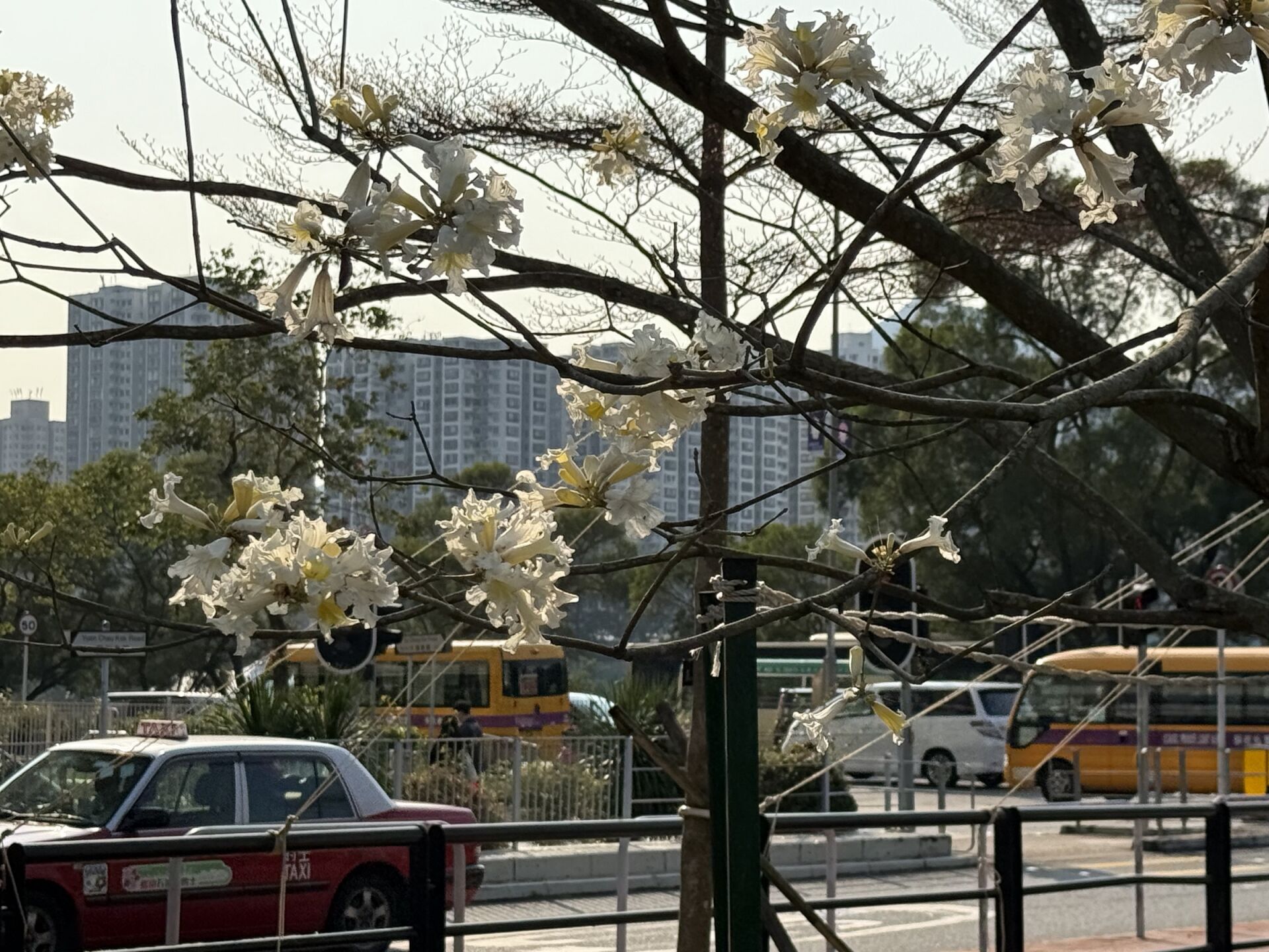 https://www.fa.gov.hk/白花風鈴木