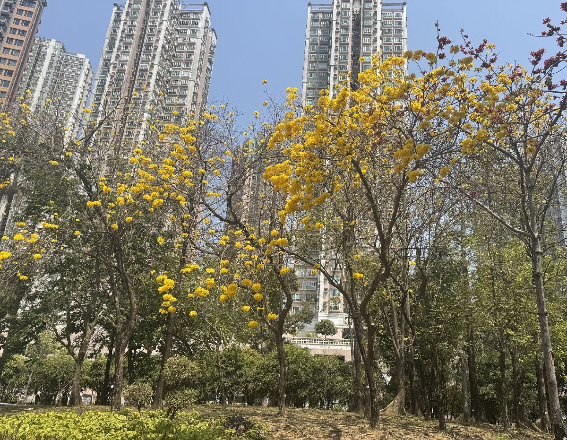 https://www.fa.gov.hk/黃鐘木