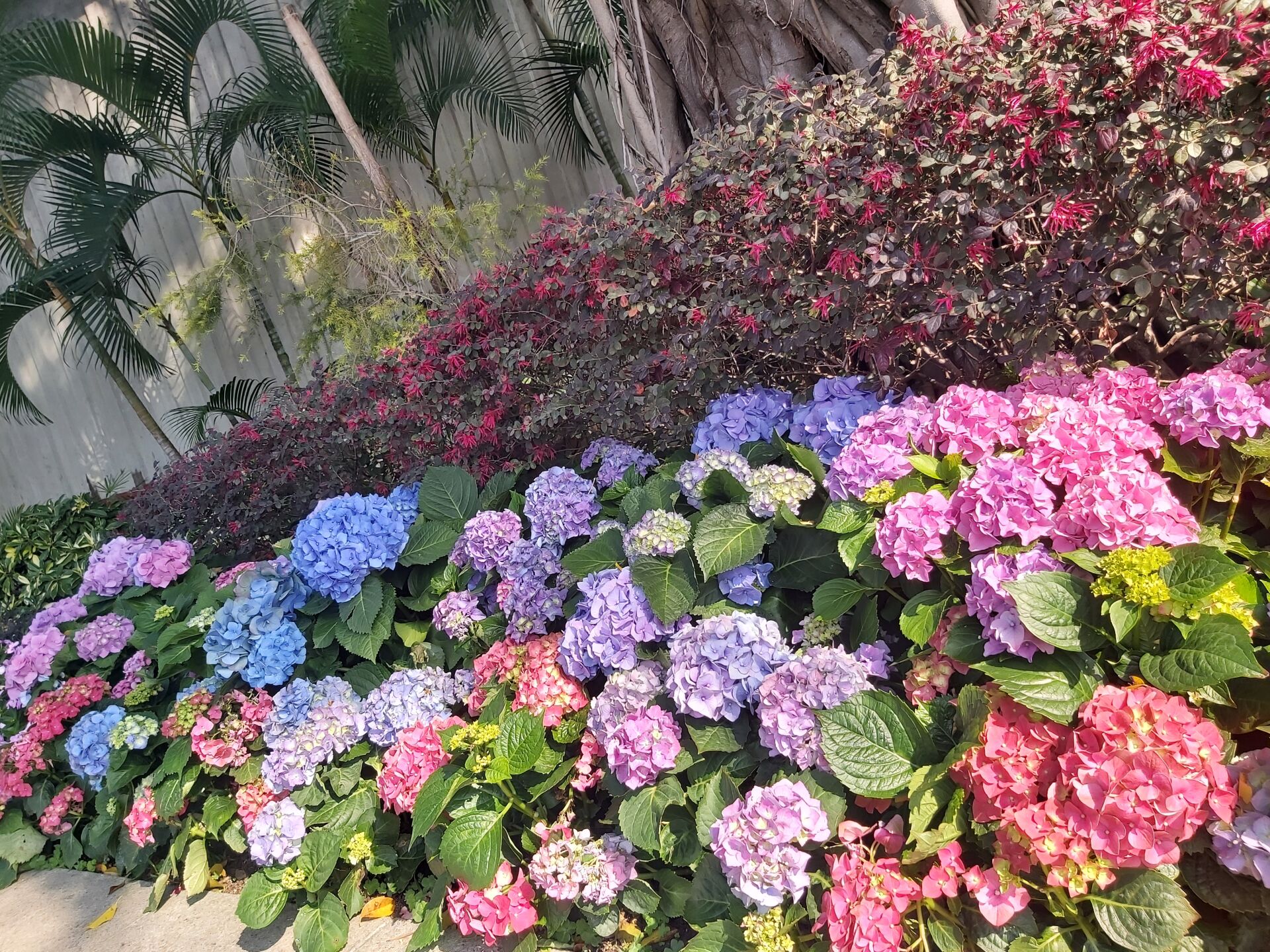 https://www.fa.gov.hk/繡球花