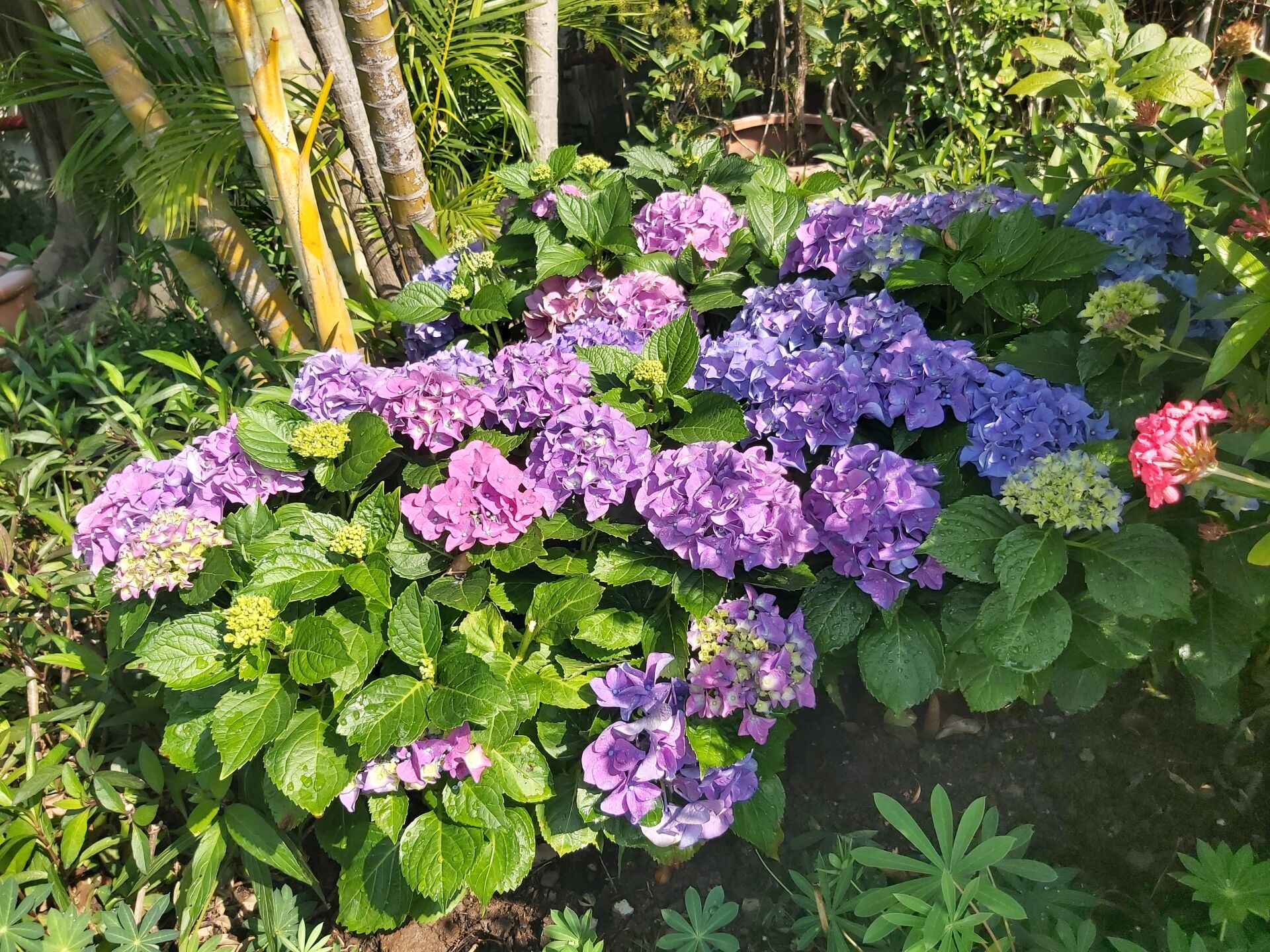 https://www.fa.gov.hk/繡球花