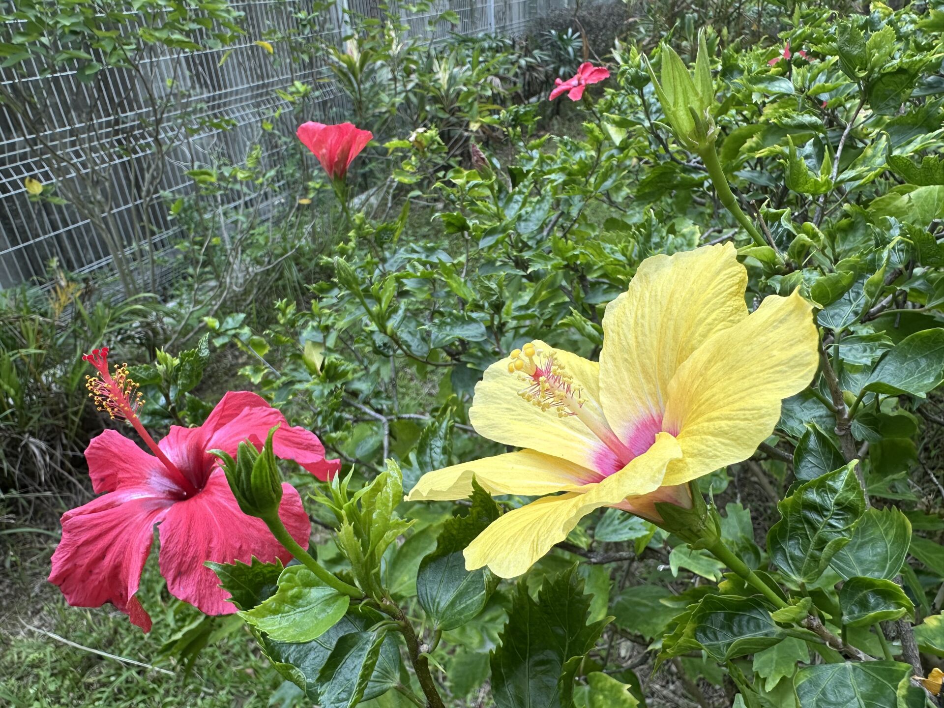https://www.fa.gov.hk/朱槿(扶桑、大紅花)