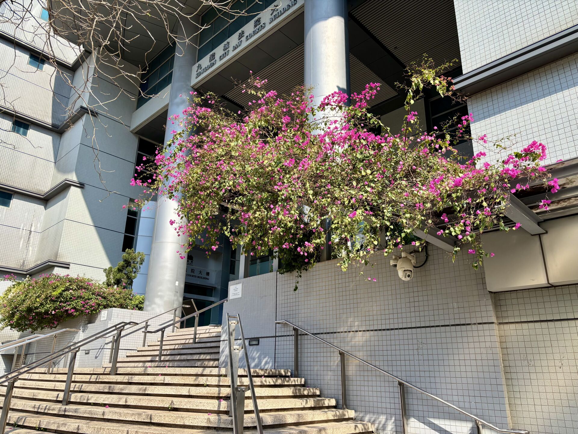 https://www.fa.gov.hk/花葉簕杜鵑