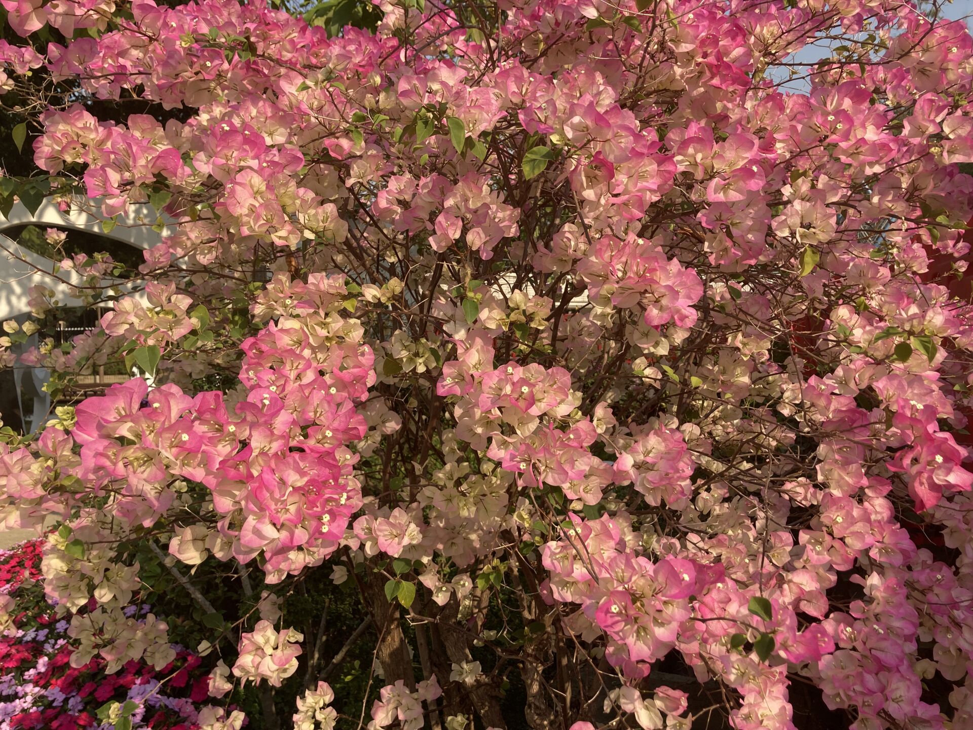 https://www.fa.gov.hk/葉子花(簕杜鵑)
