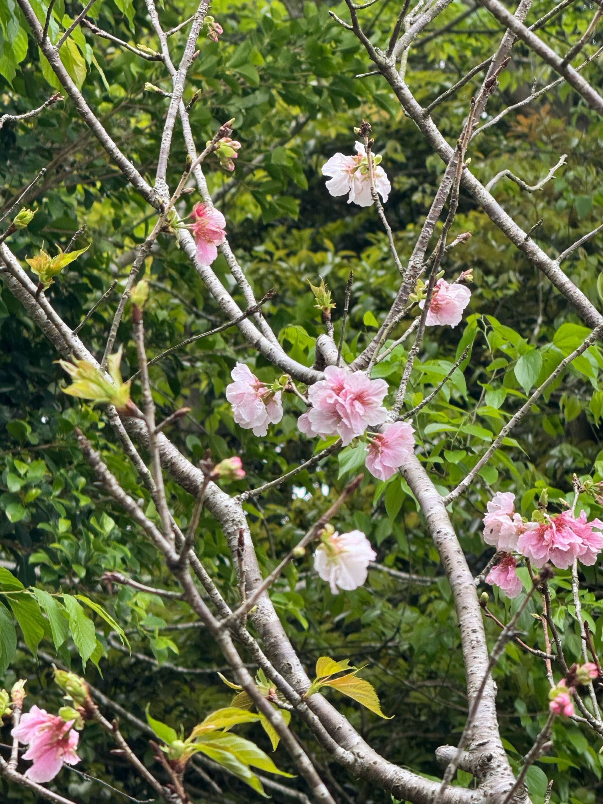 https://www.fa.gov.hk/櫻花