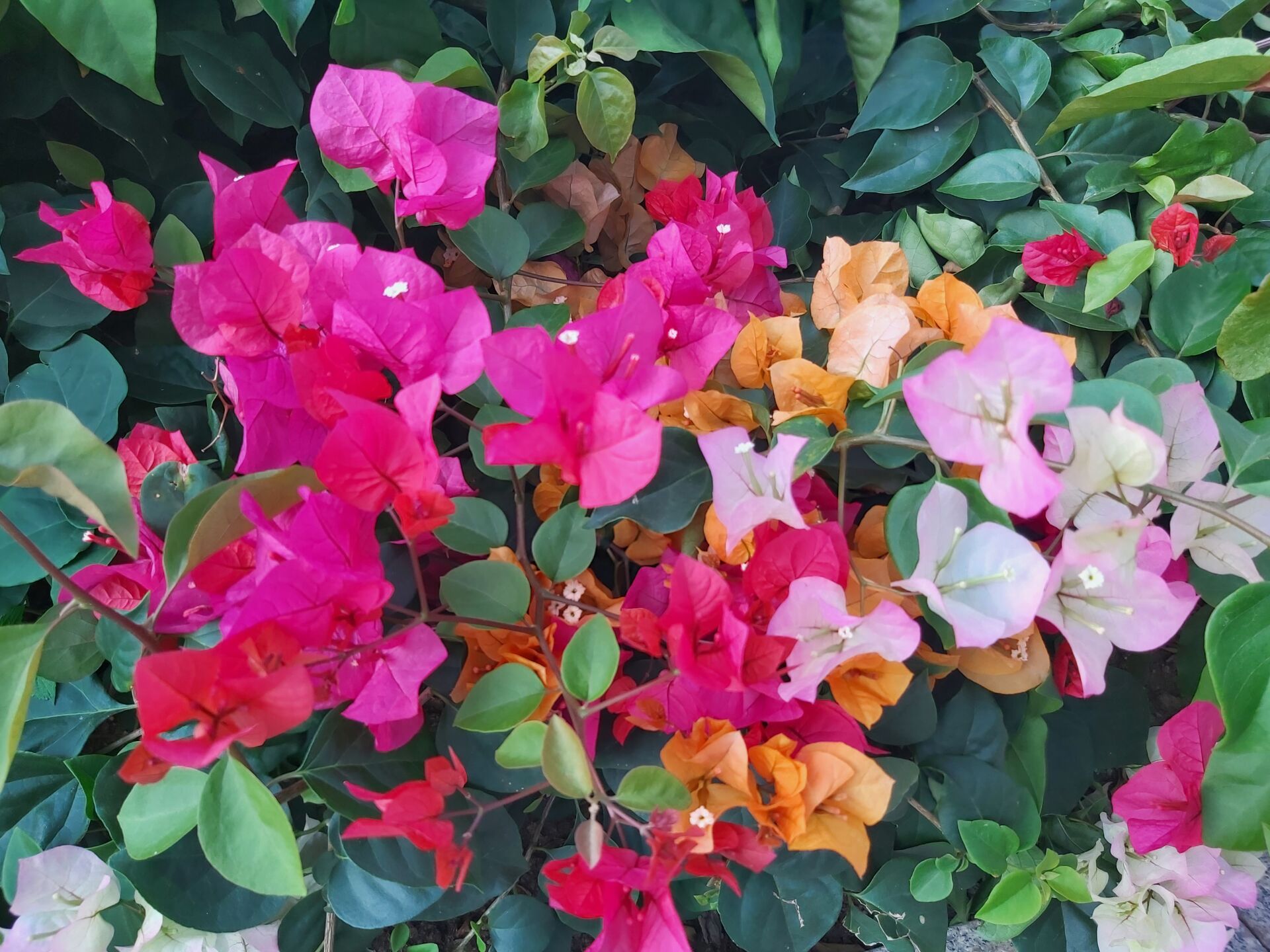 https://www.fa.gov.hk/葉子花(簕杜鵑)