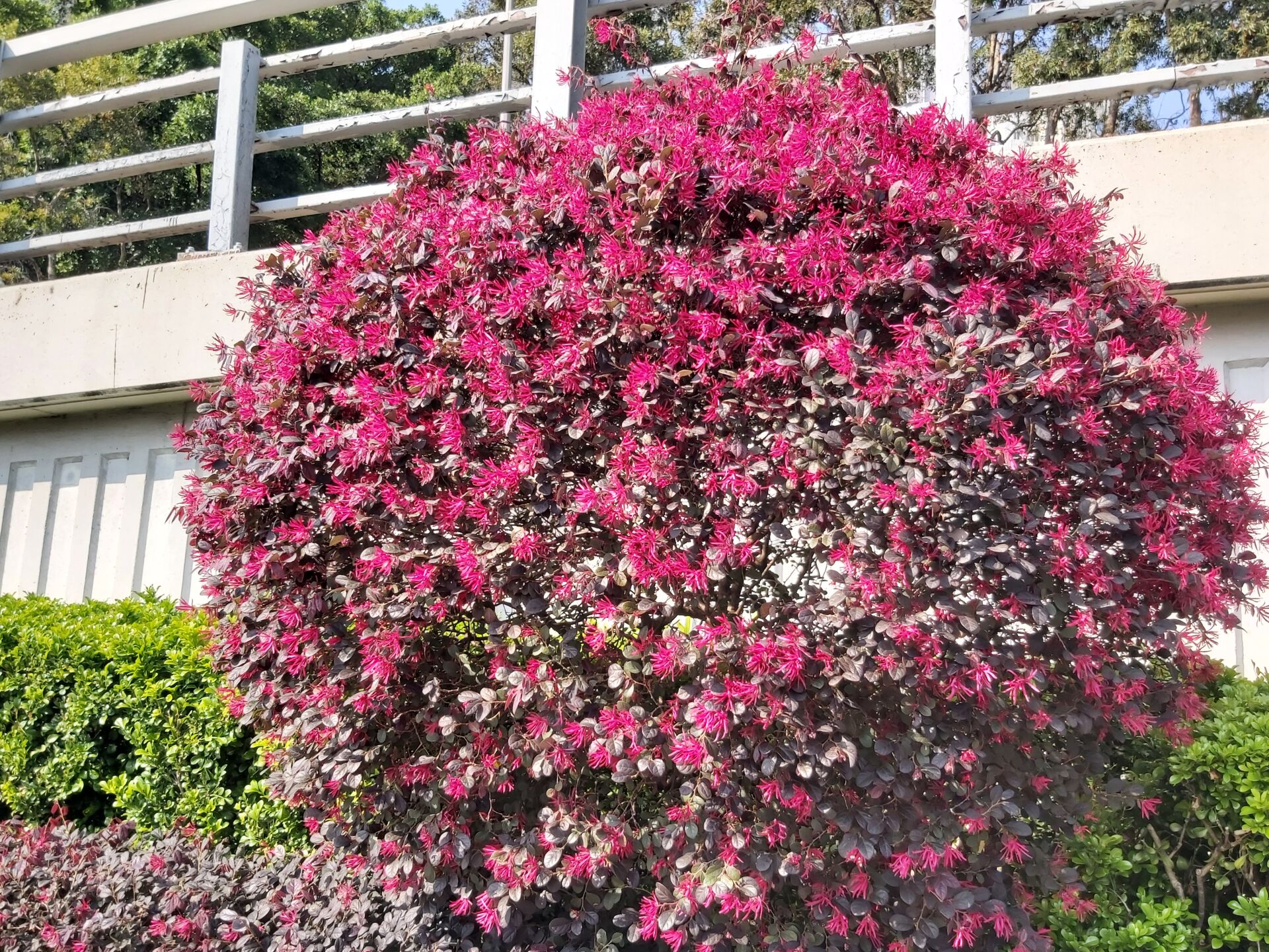 https://www.fa.gov.hk/紅花檵木