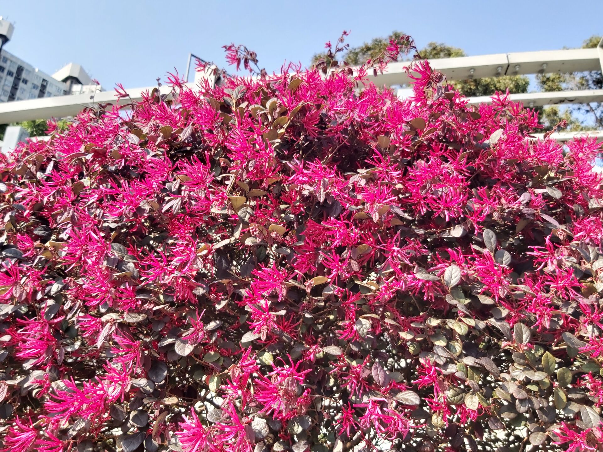 https://www.fa.gov.hk/紅花檵木