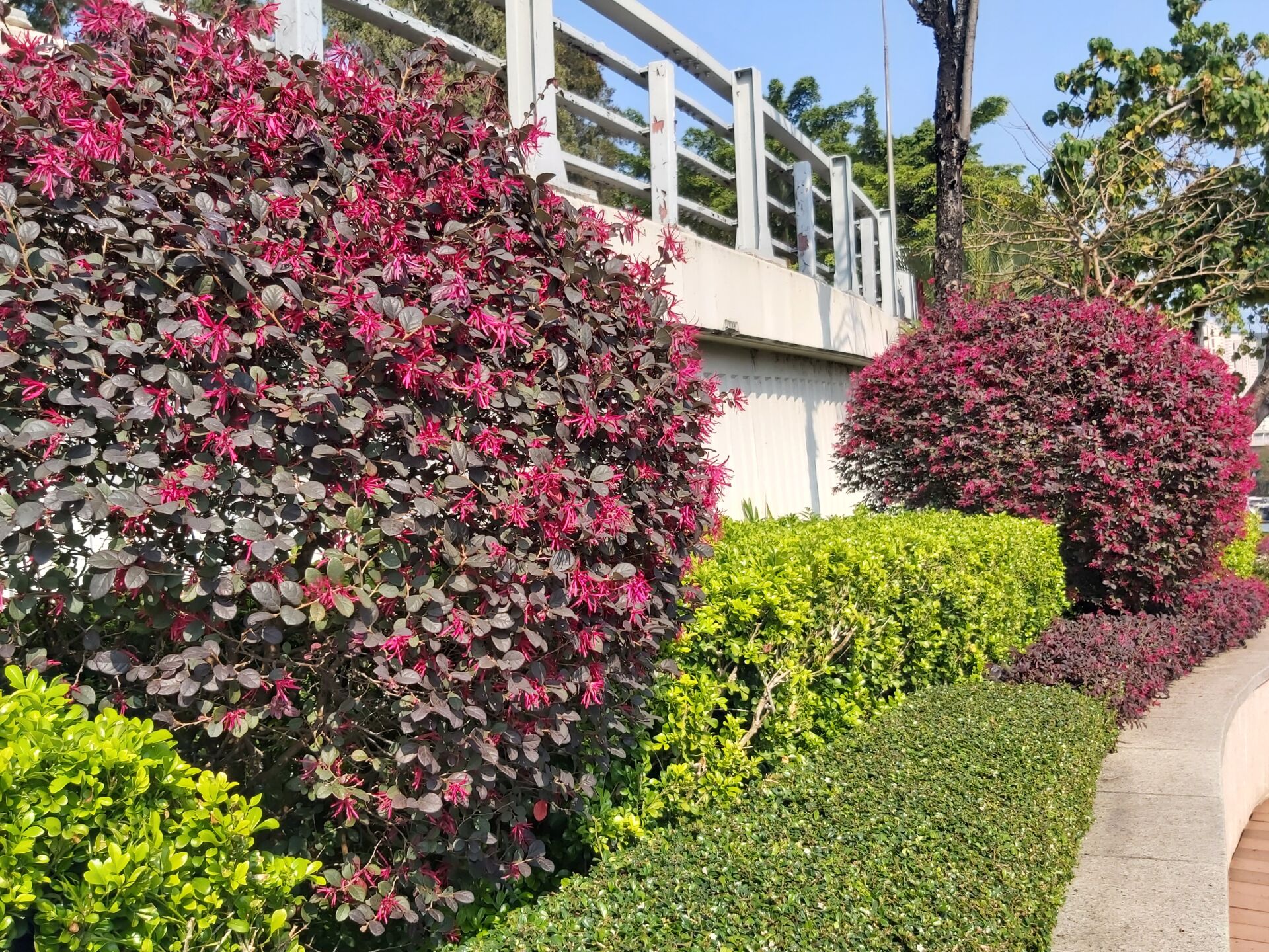 https://www.fa.gov.hk/紅花檵木