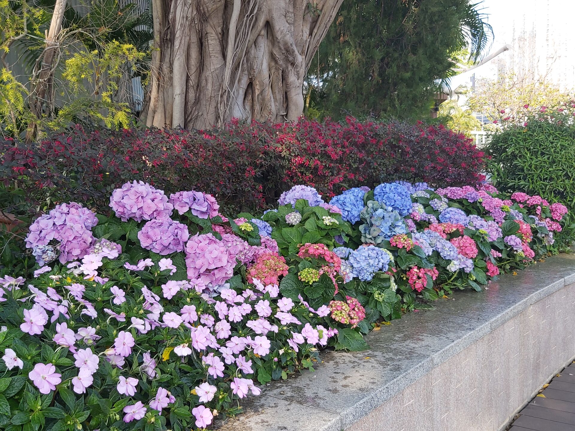 https://www.fa.gov.hk/繡球花、鳳仙花