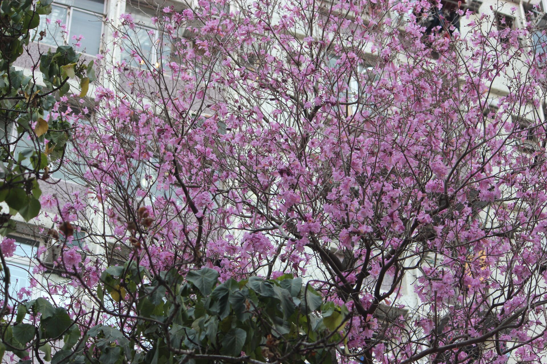 https://www.fa.gov.hk/紫花風鈴花