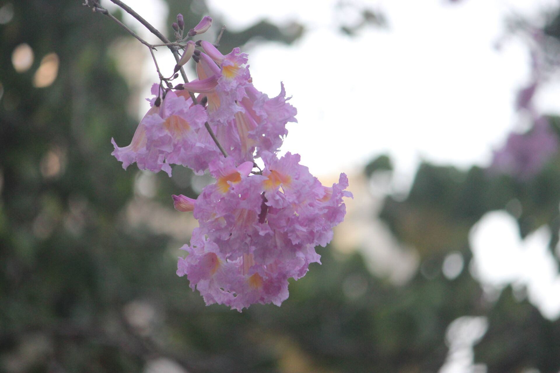 https://www.fa.gov.hk/紫花風鈴花