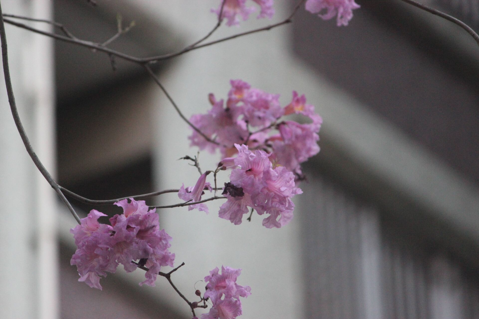 https://www.fa.gov.hk/紫花風鈴花