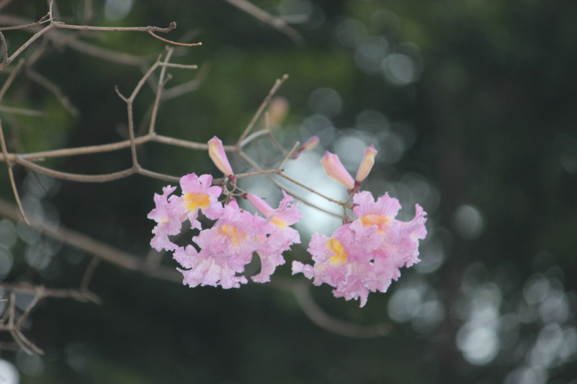 https://www.fa.gov.hk/紫花風鈴花