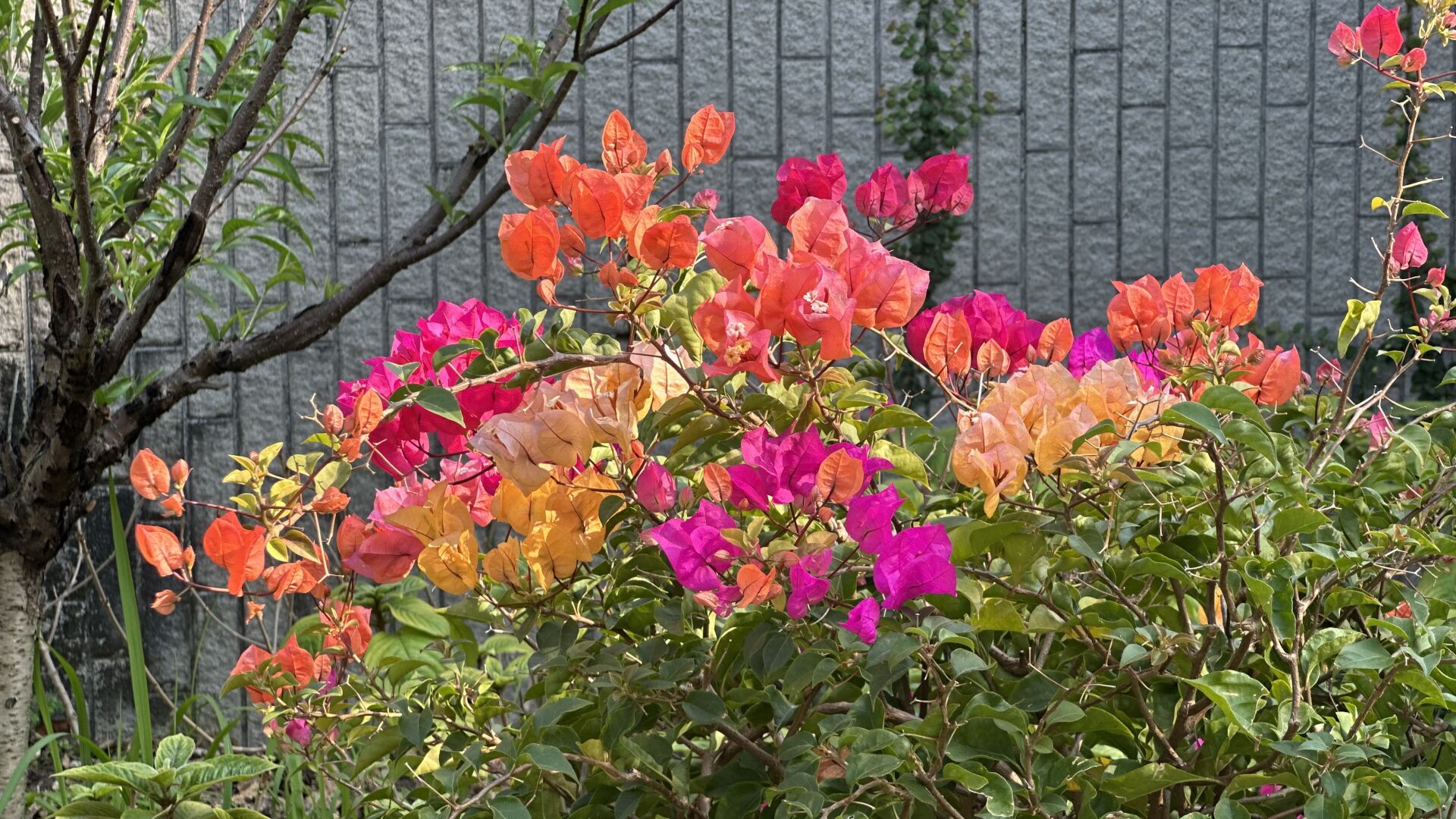 https://www.fa.gov.hk/葉子花(簕杜鵑)