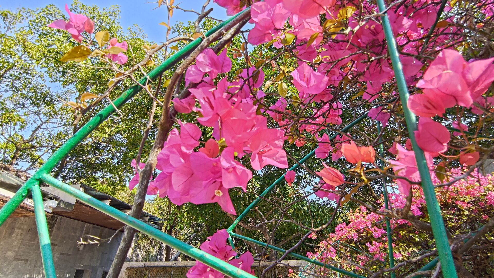 https://www.fa.gov.hk/葉子花(簕杜鵑)