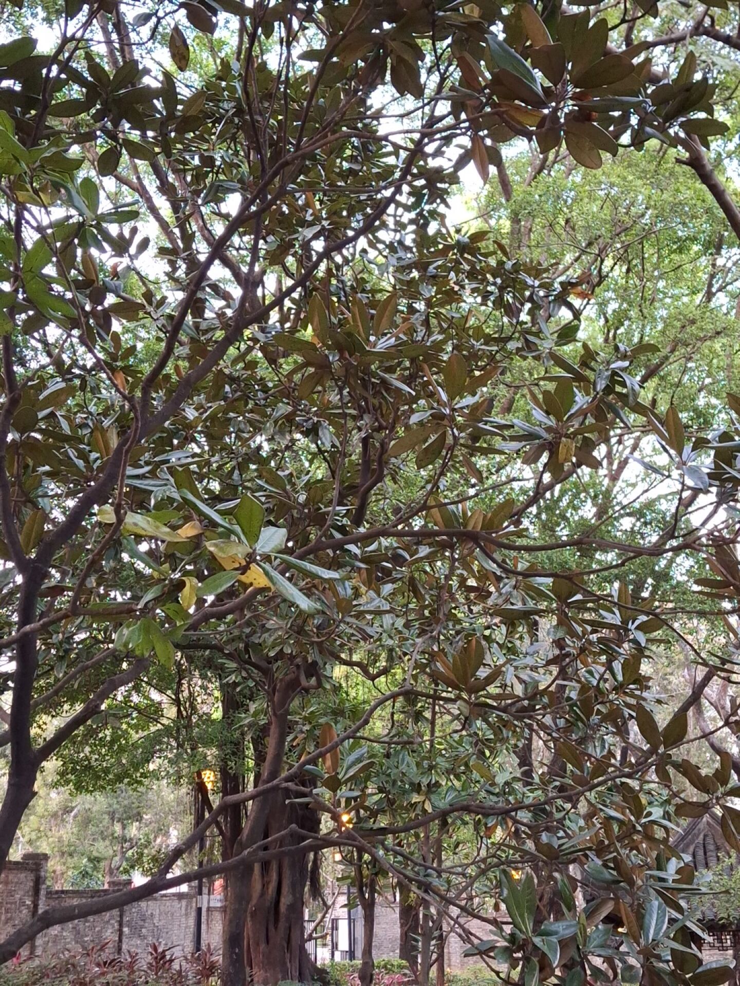 https://www.fa.gov.hk/荷花玉蘭(洋玉蘭)