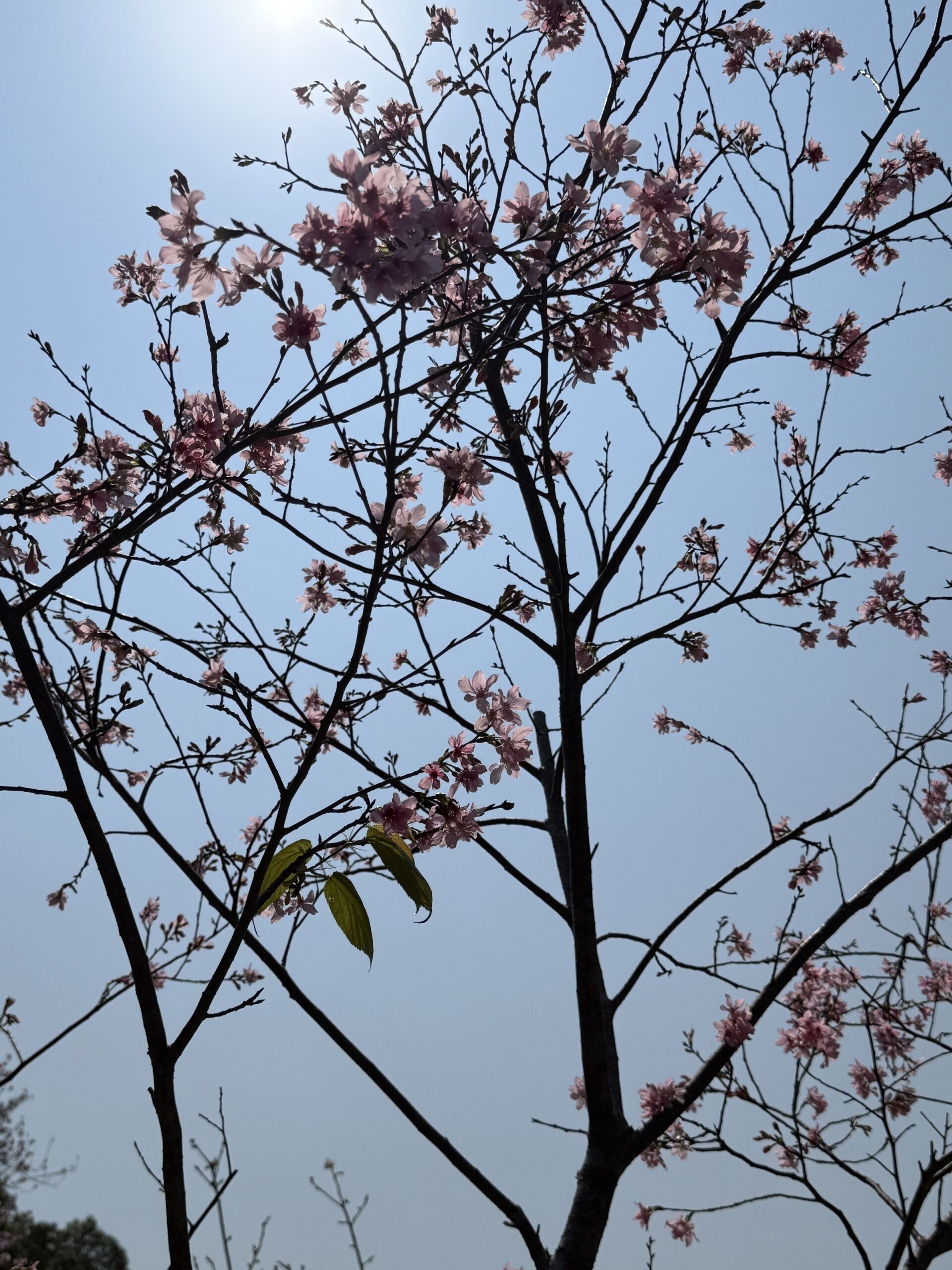 https://www.fa.gov.hk/櫻花