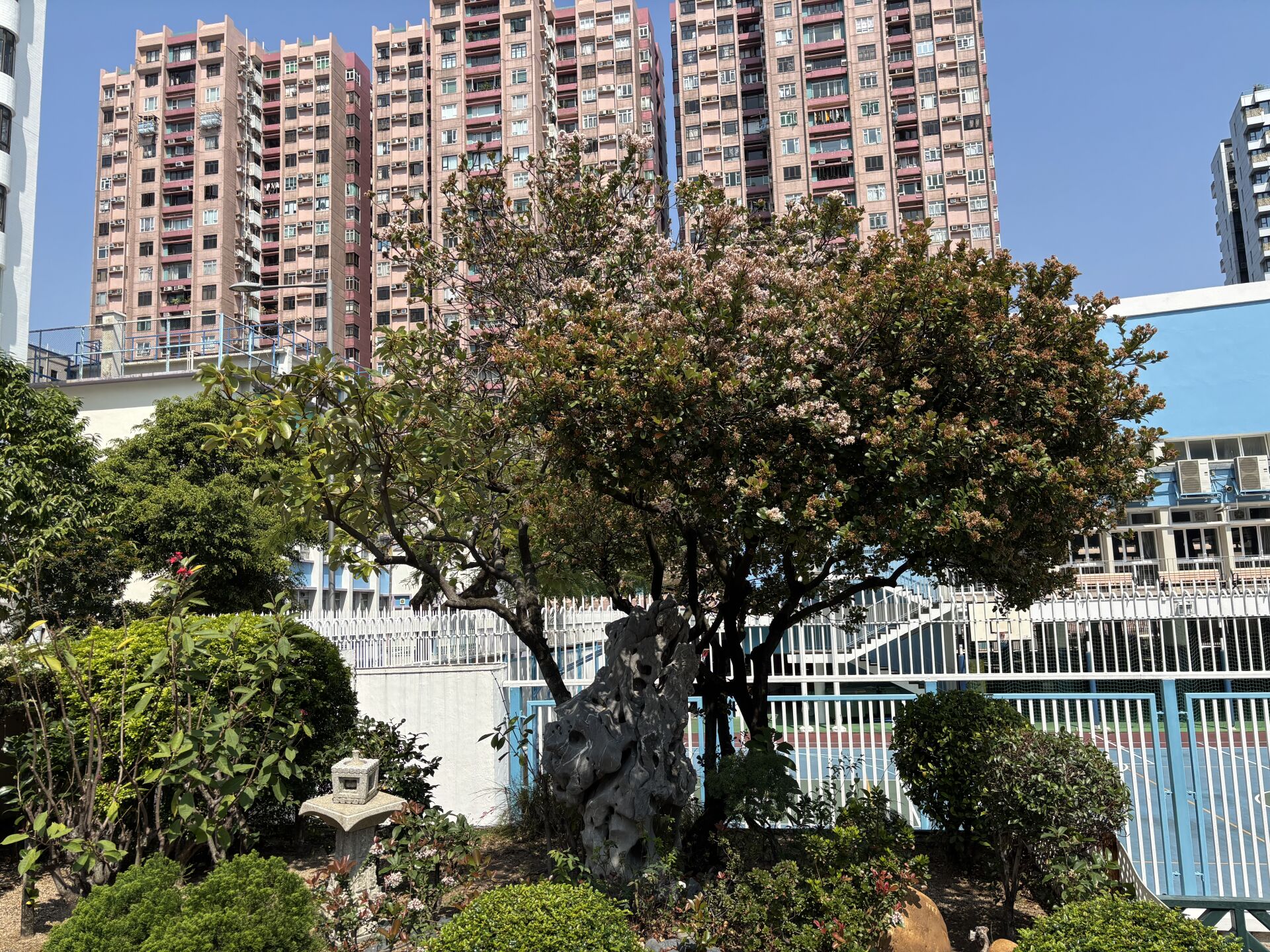 https://www.fa.gov.hk/石斑木(車輪梅、春花)